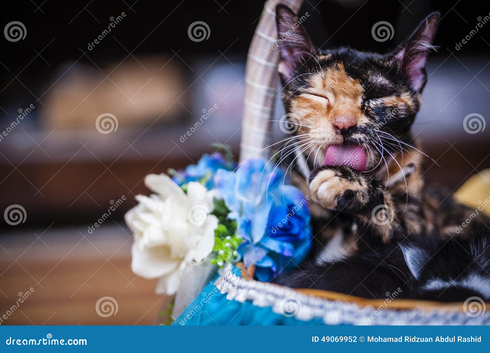 Cat licking paws stock photo. Image of resting, mammals 49069952