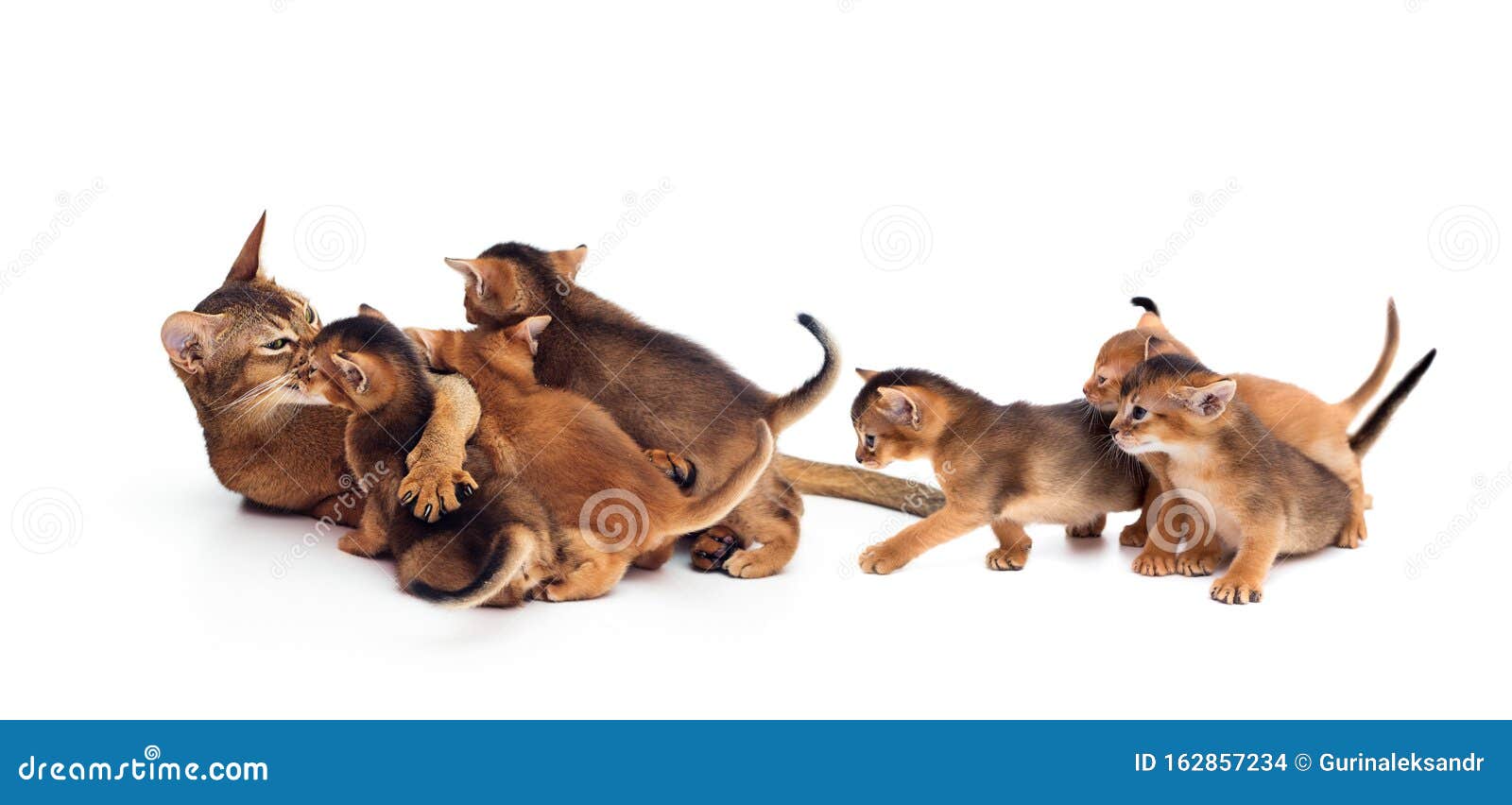 Cat Licks Kittens Isolated White Background Stock Photos Free