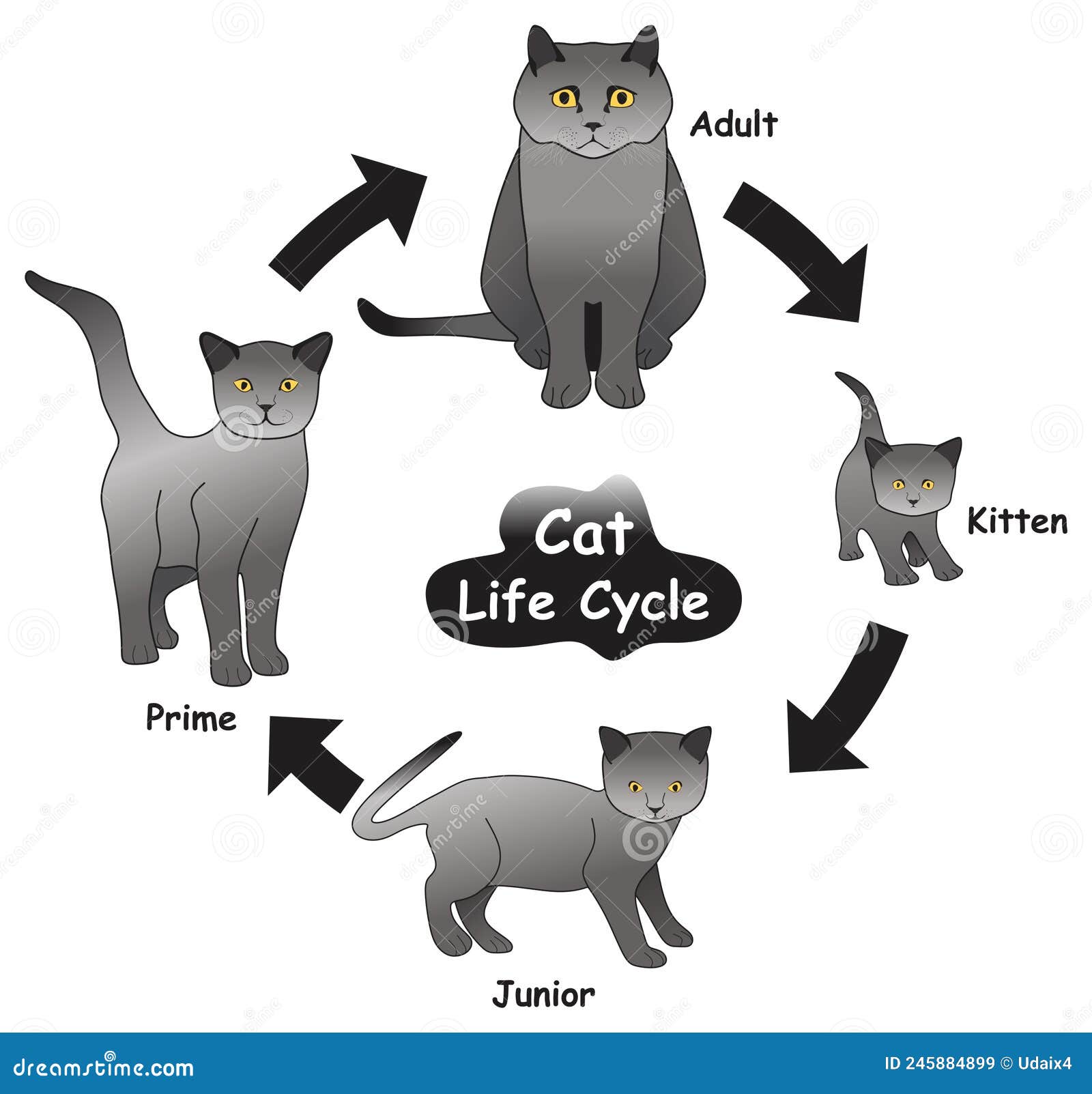 average lifespan of a house cat