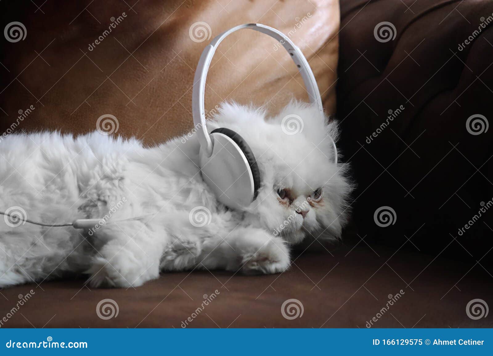 The Cat Listen To the Music Stock Image Image of cloth, healty 166129575