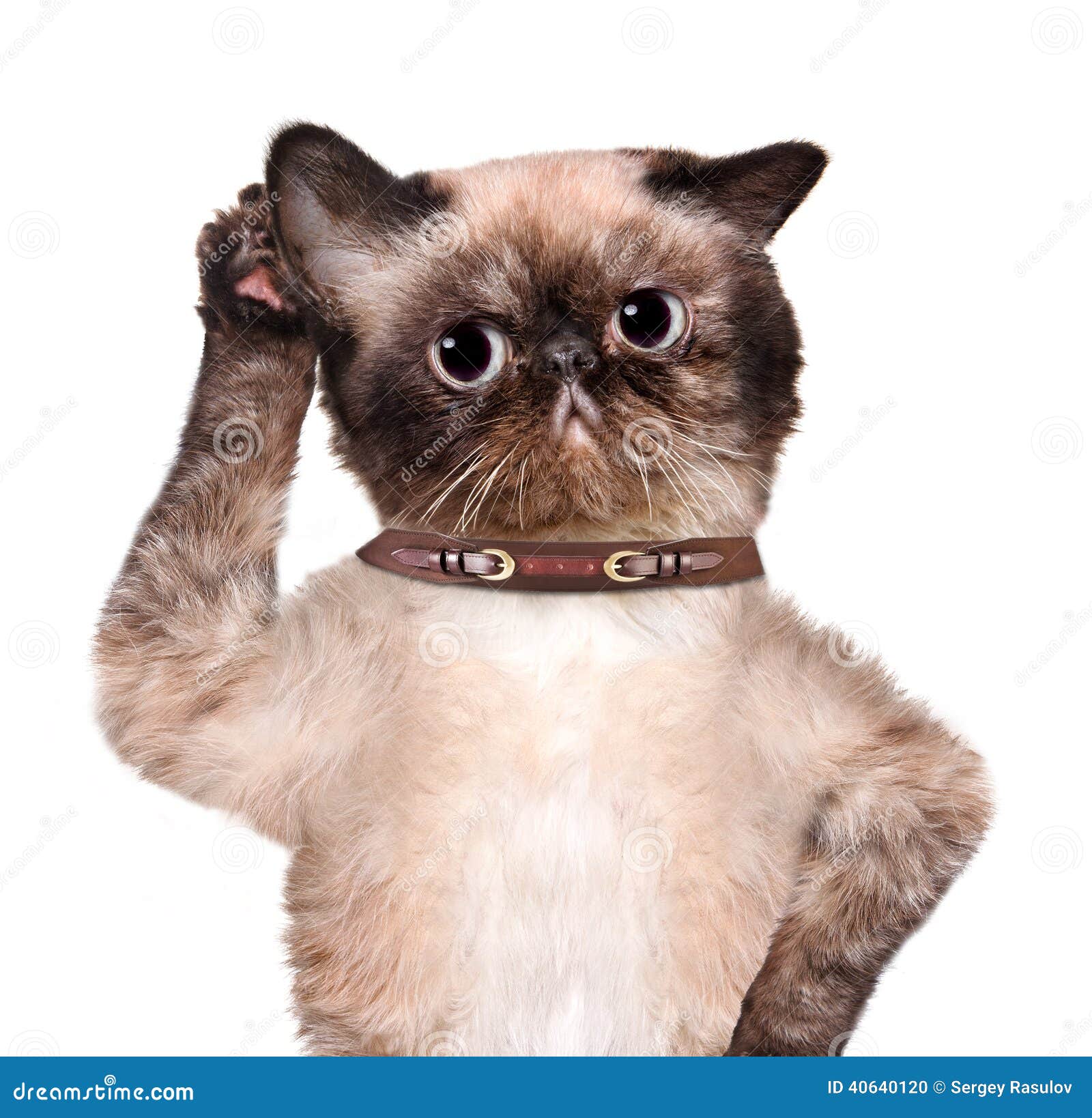 Cat Listening With Big Ear Stock Photo Image 40640120