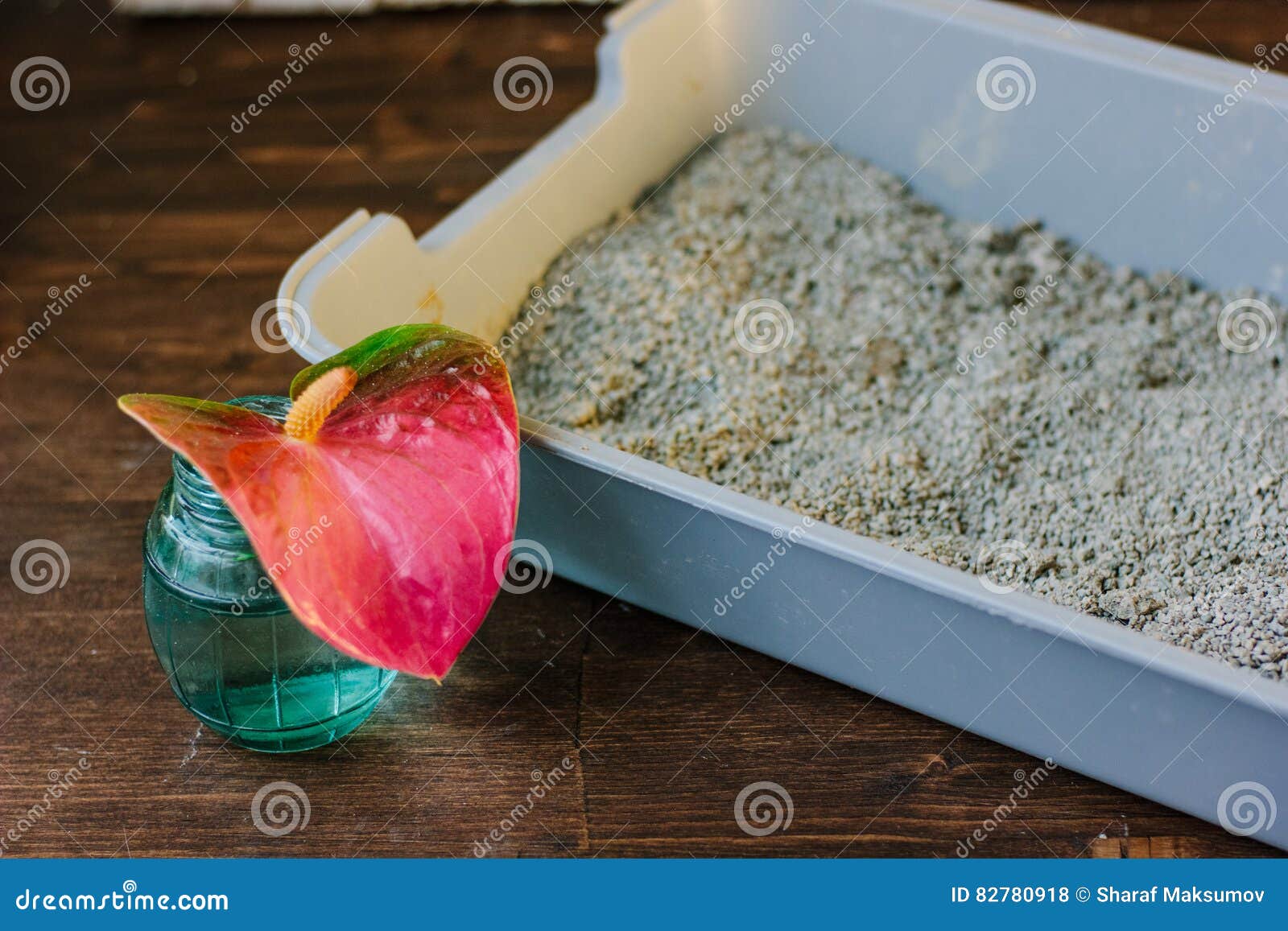Cat Litter Box with the Red Flower Nice Aroma Concept. Stock Photo