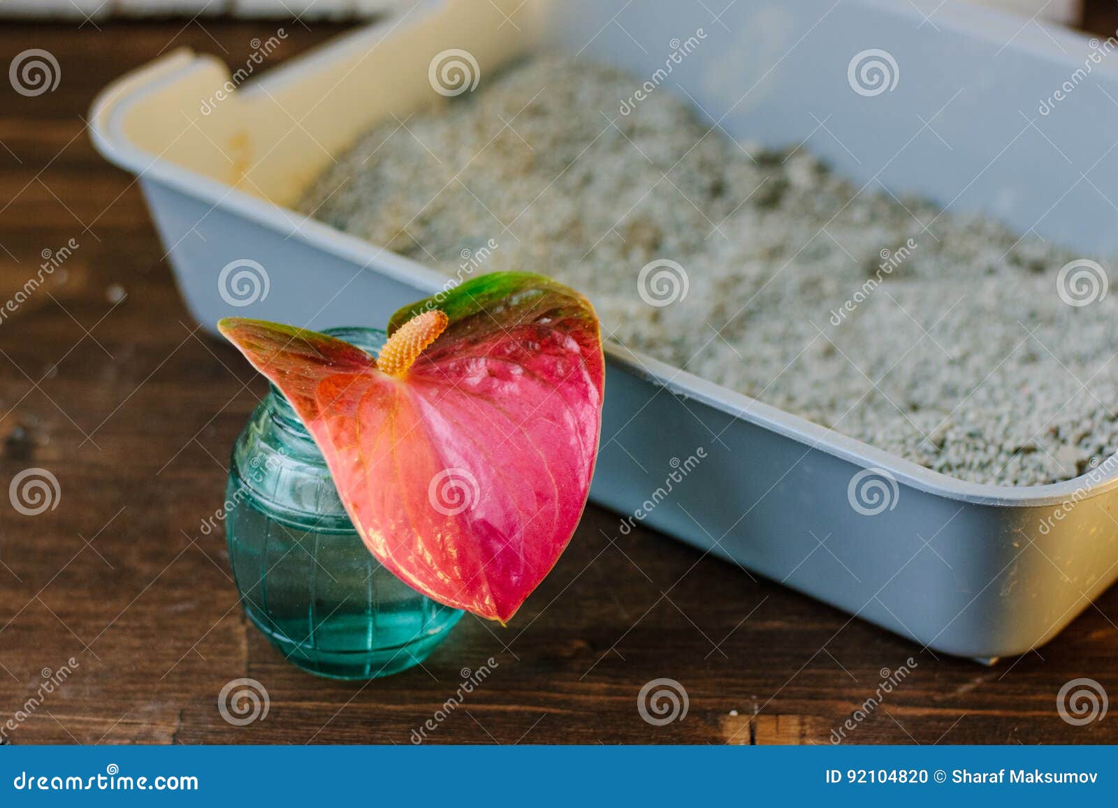 Cat Litter Box with the Red Flower Nice Aroma Concept. Stock Photo