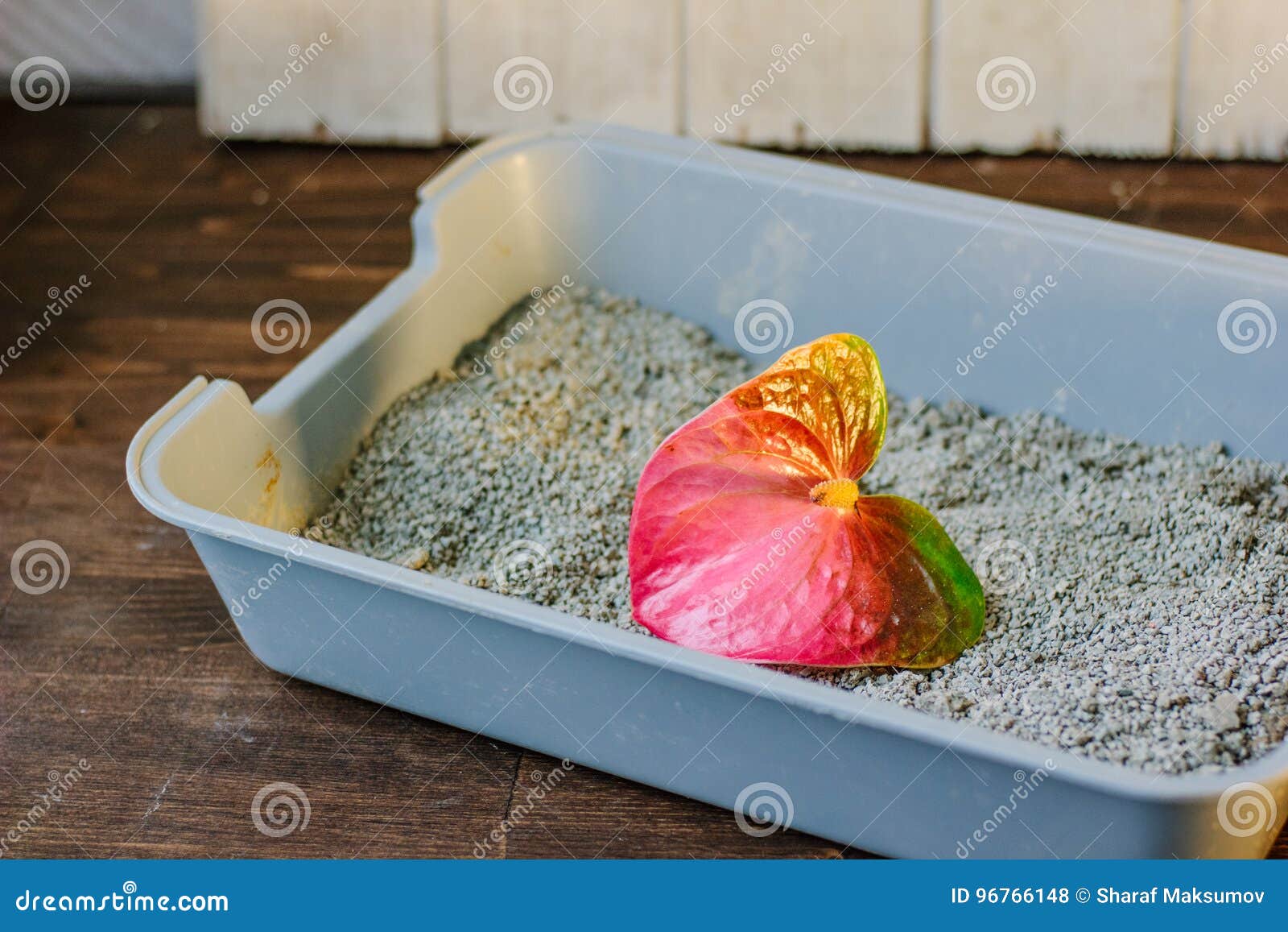 Cat Litter Box with the Red Flower Nice Aroma Concept. Stock Photo