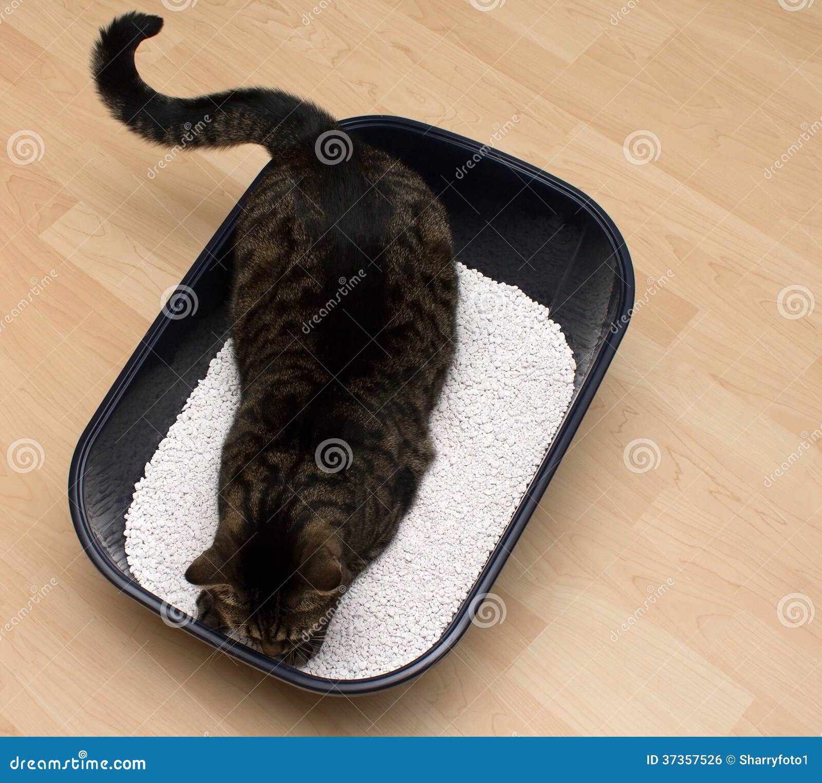 Cat litter stock photo. Image of domestic, faithful, litter 37357526