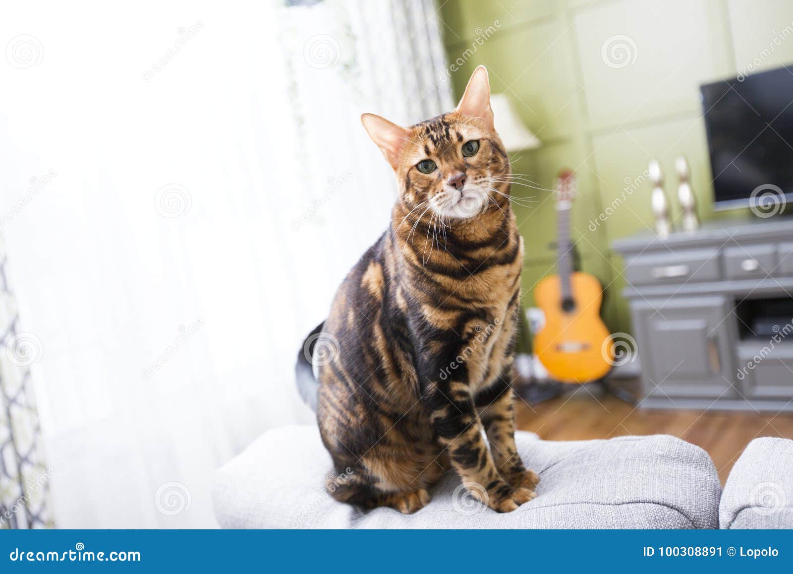 Cat in the Living Room on the Couch Stock Image Image of playful