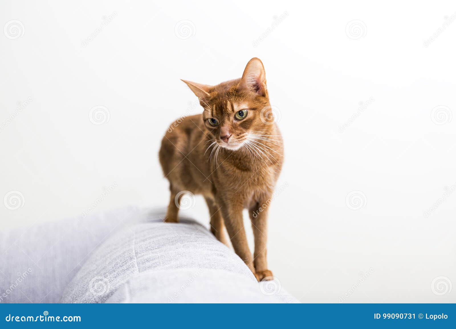 Cat in the Living Room on the Couch Stock Image Image of lovable