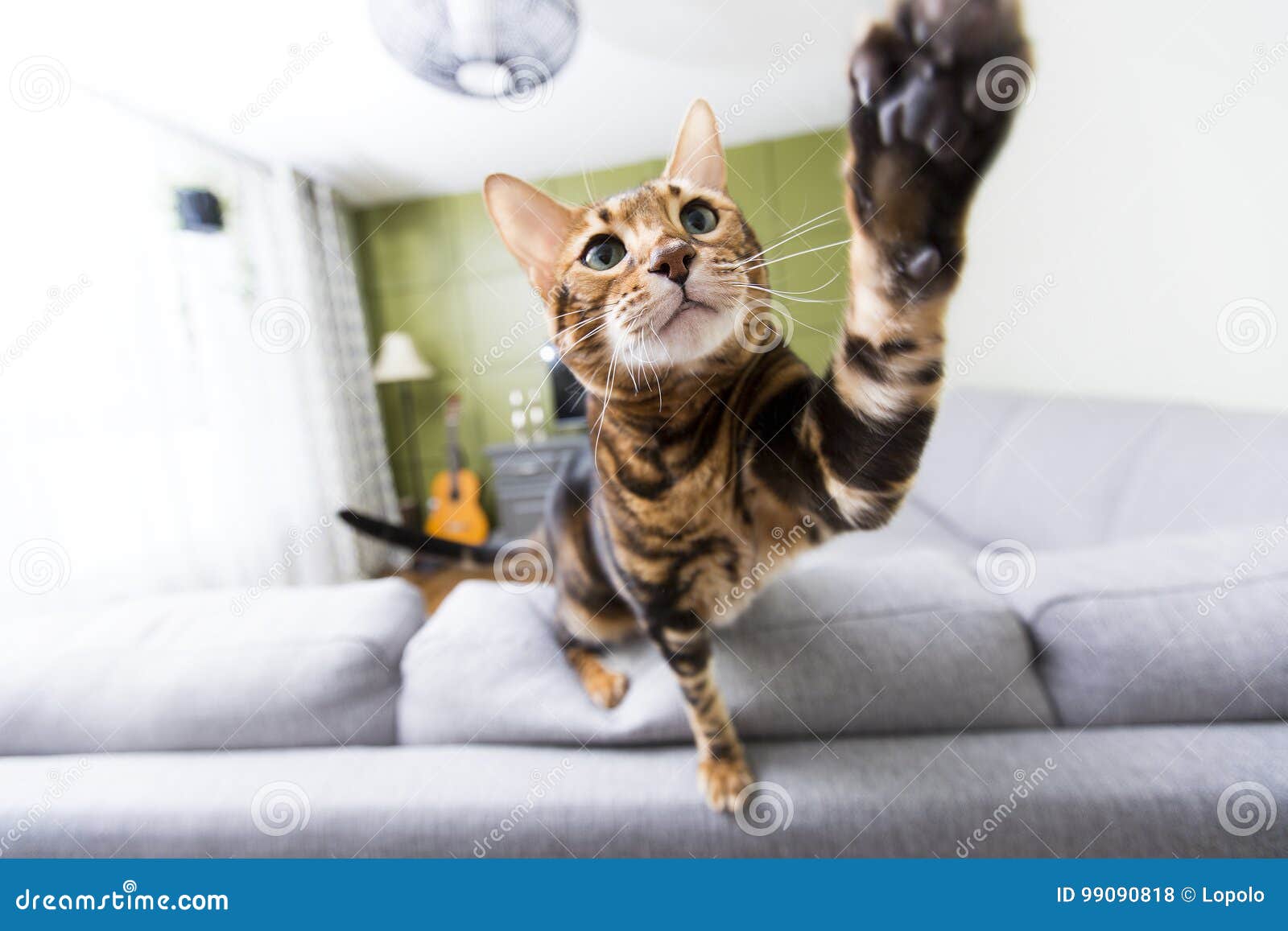 Cat in the Living Room on the Couch Stock Photo Image of child, lying