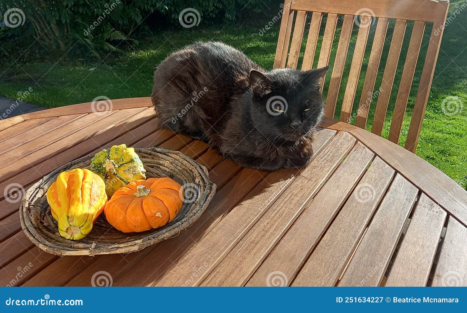 Cat loaf with pumpkins stock image. Image of pumpkins 251634227