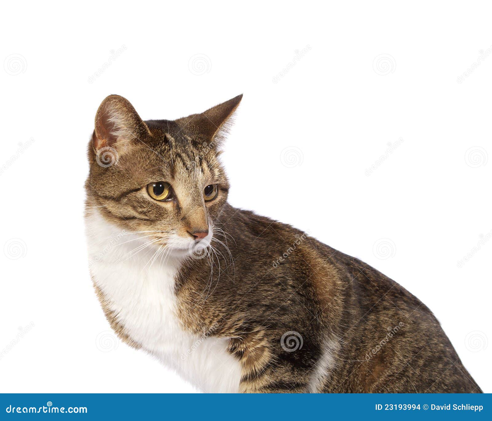 Cat Looking Behind stock photo. Image of tomcat, kitty 23193994