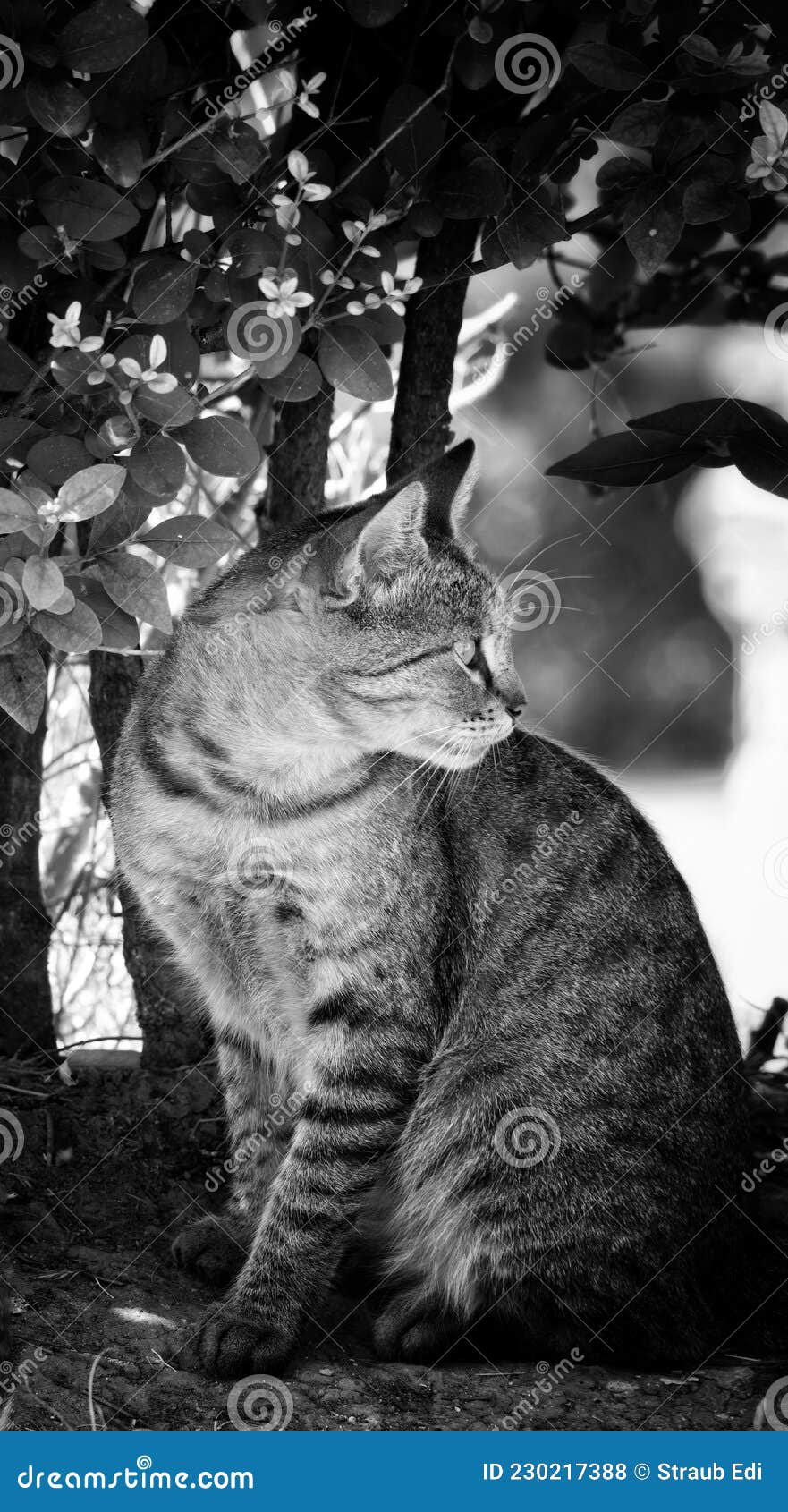 Cat is looking behind stock photo. Image of sketch, tree 230217388