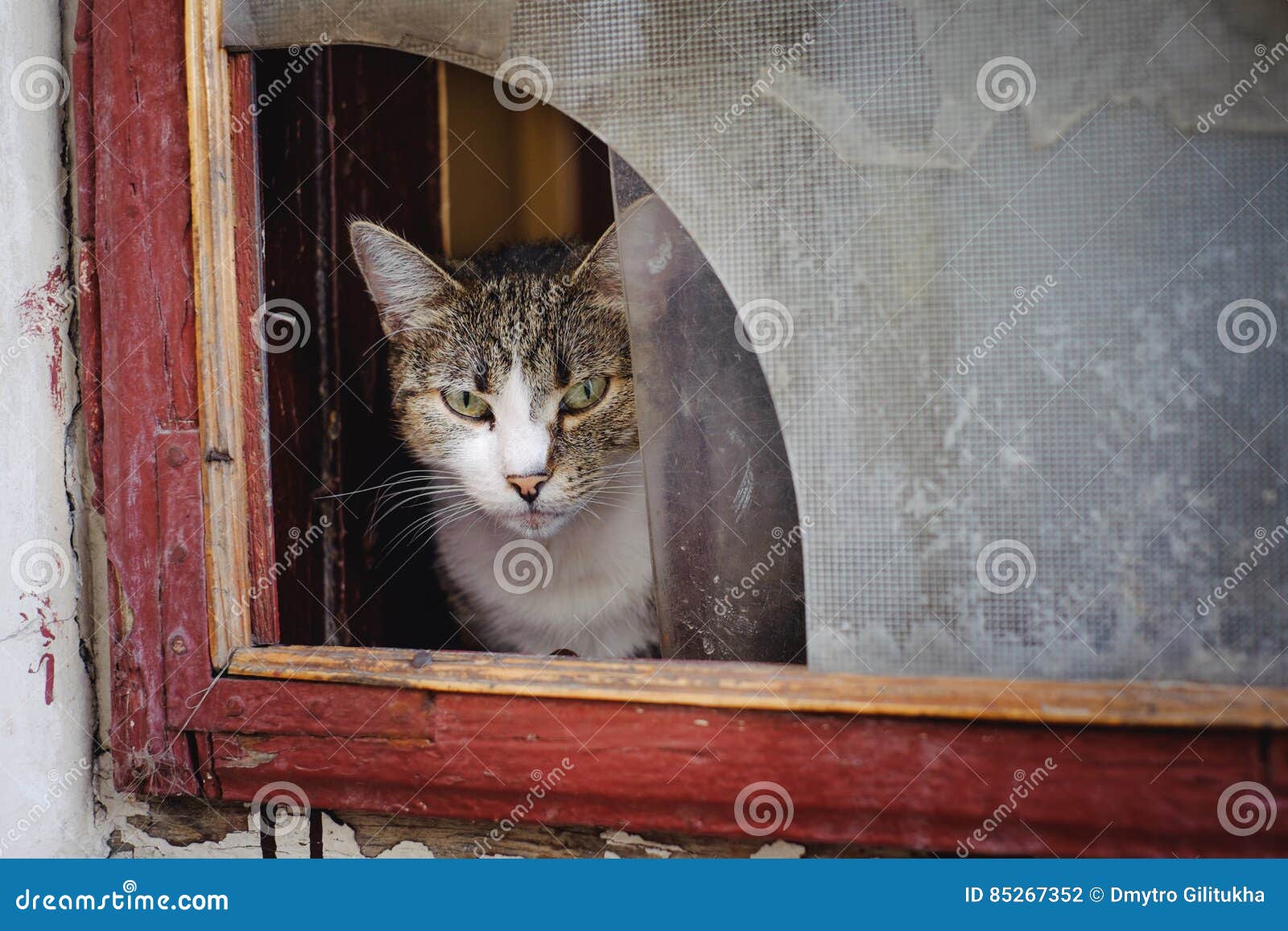 broken cat flap