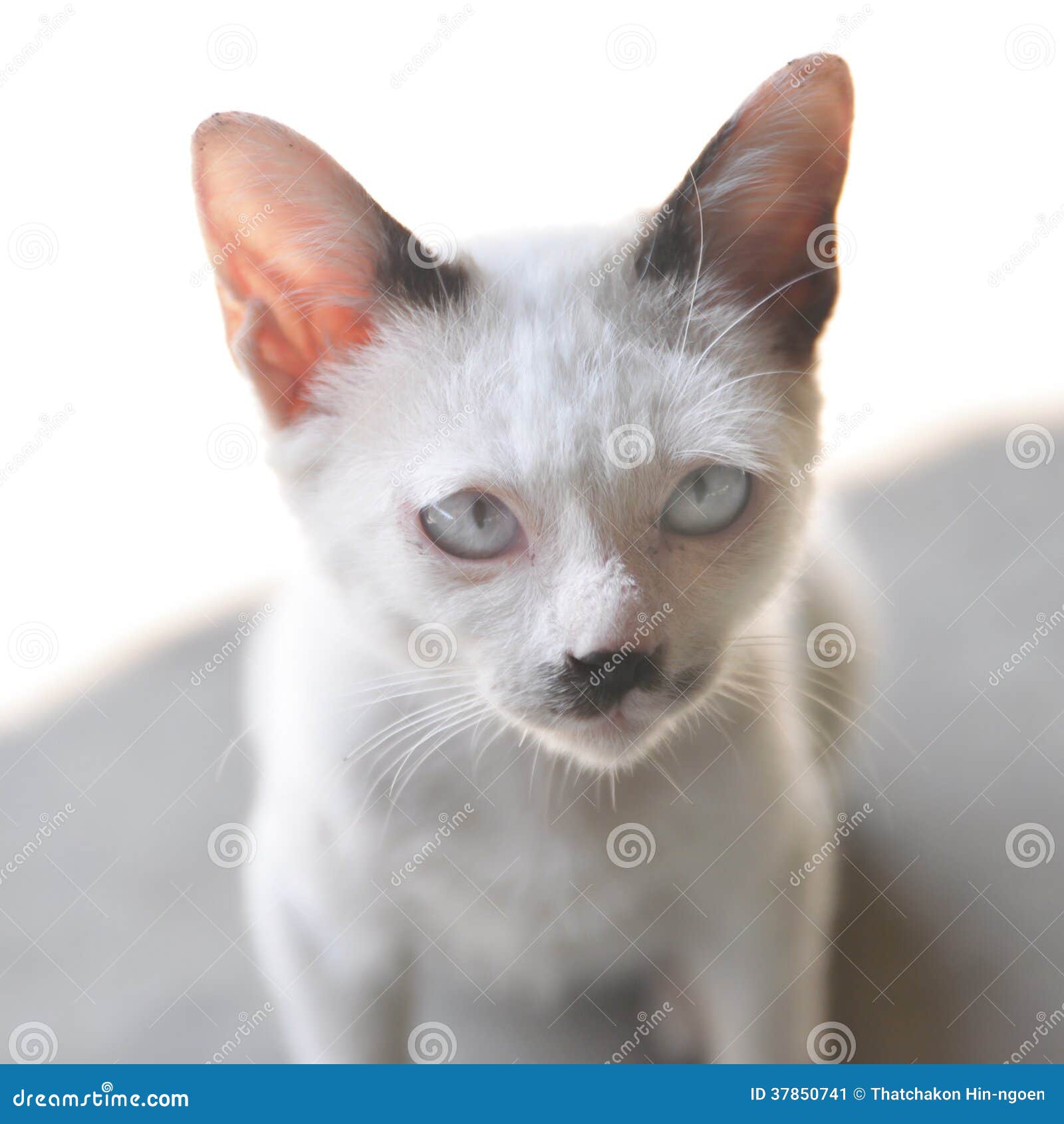 Cat Looking at Camera stock image. Image of animal, close 37850741