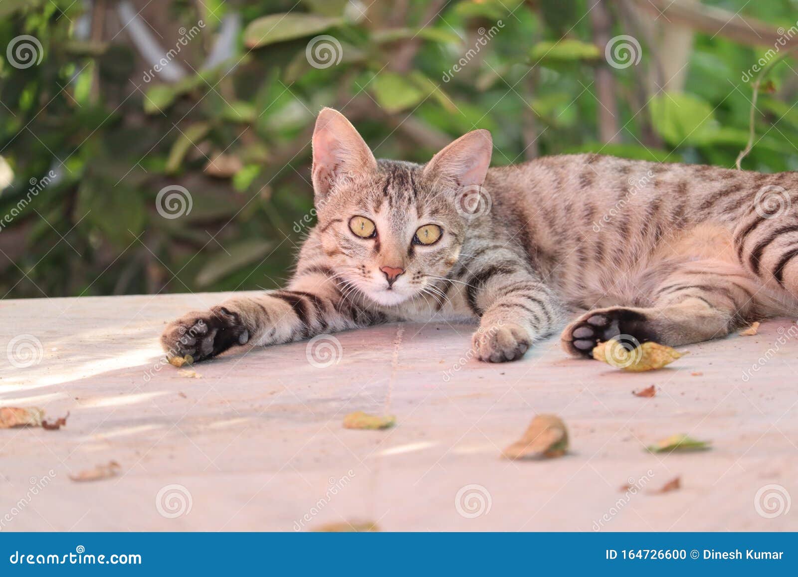 Can You Own A Rusty Spotted Cat As A Pet Cat Looking At Camera The Rusty Spotted Cat Is Smallest Members Of Wild Cat Found Only In India And Known As Hummingbird Of The Stock Photo Image Of Portrait Paws 164726600