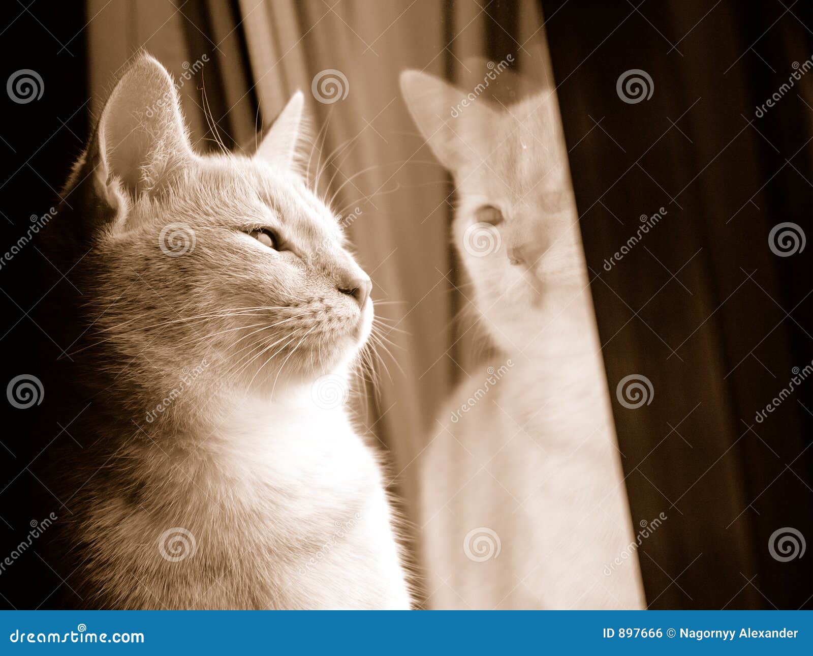 Cat looking for freedom stock photo. Image of feel, portrait 897666