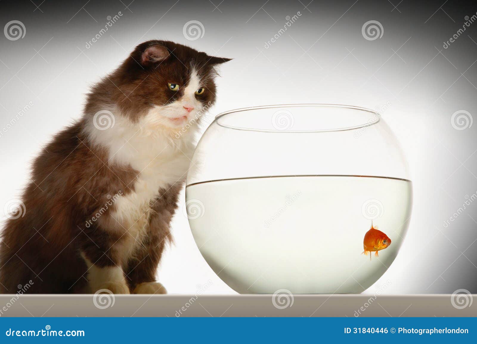 cat looking at goldfish in fishbowl