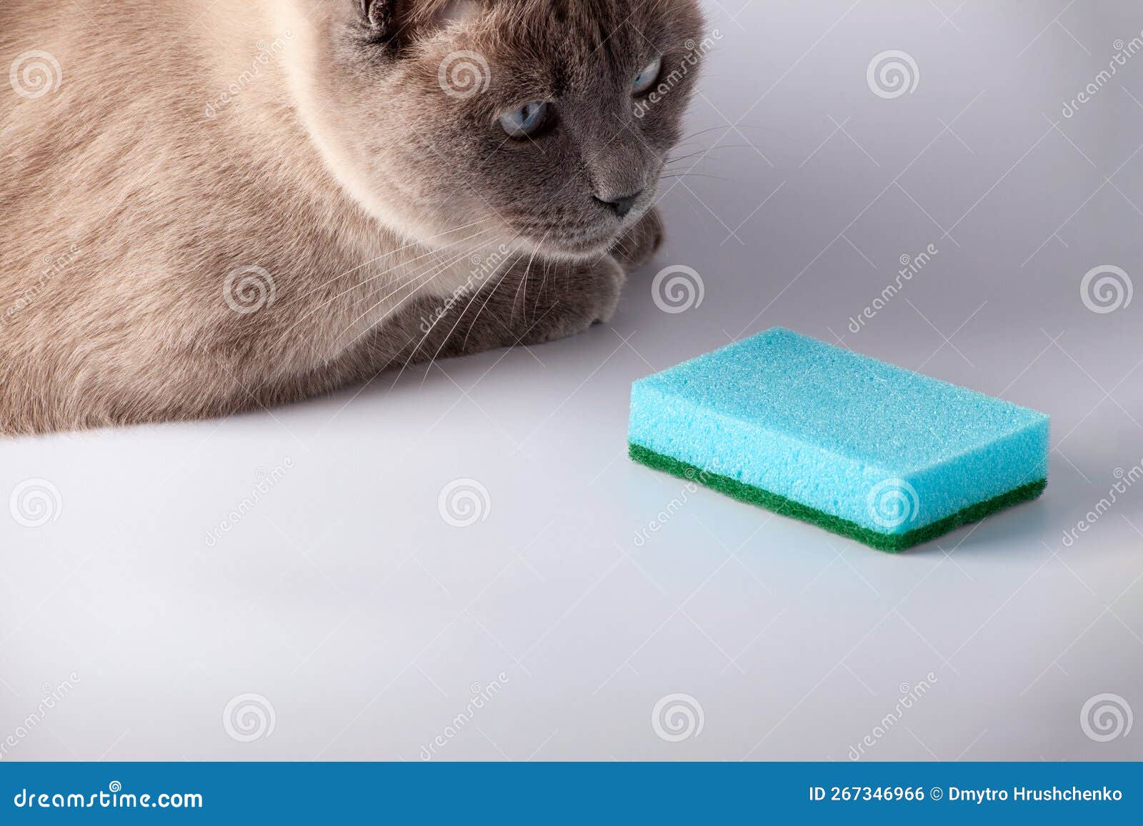 Cat Looking at Kitchen Sponge. Blue Dish Washing Sponge. Stock Photo