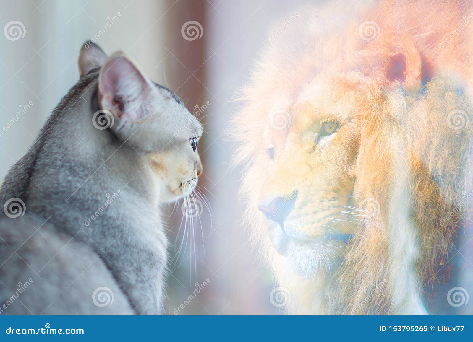 cat looking at mirror and sees itself as a lion. self esteem or desire concept