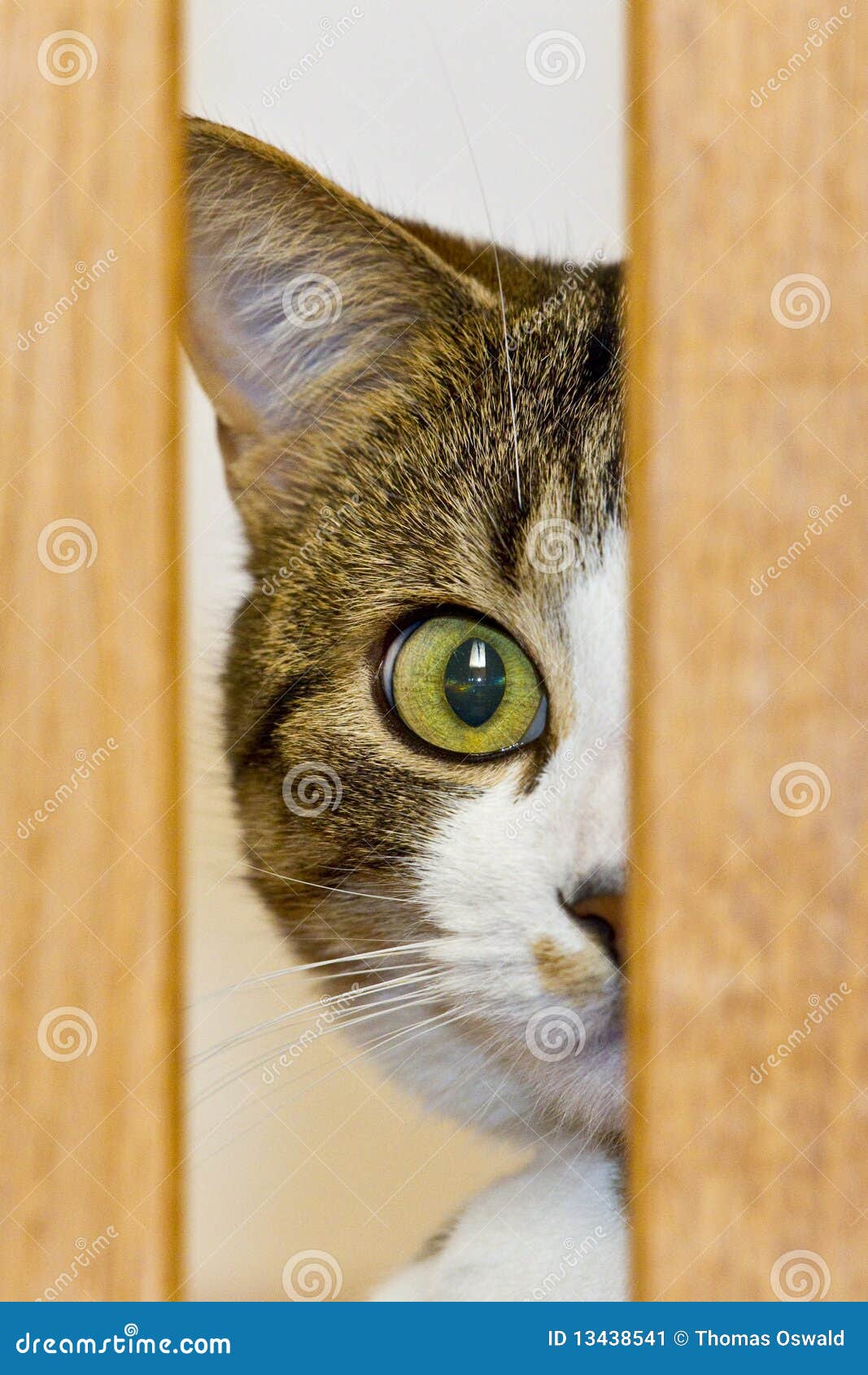 Cat looking with one eye stock image. Image of indoor 13438541