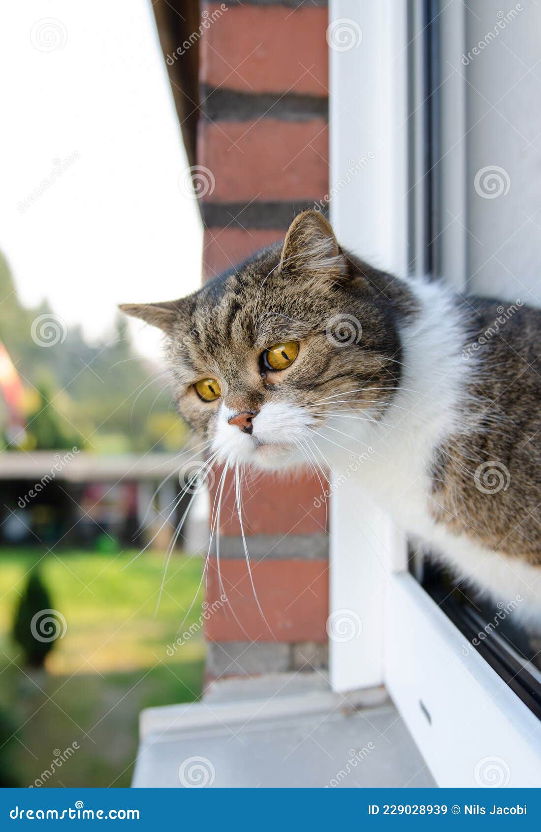 Cat Looking Out of Open Window Stock Image Image of tabby, open