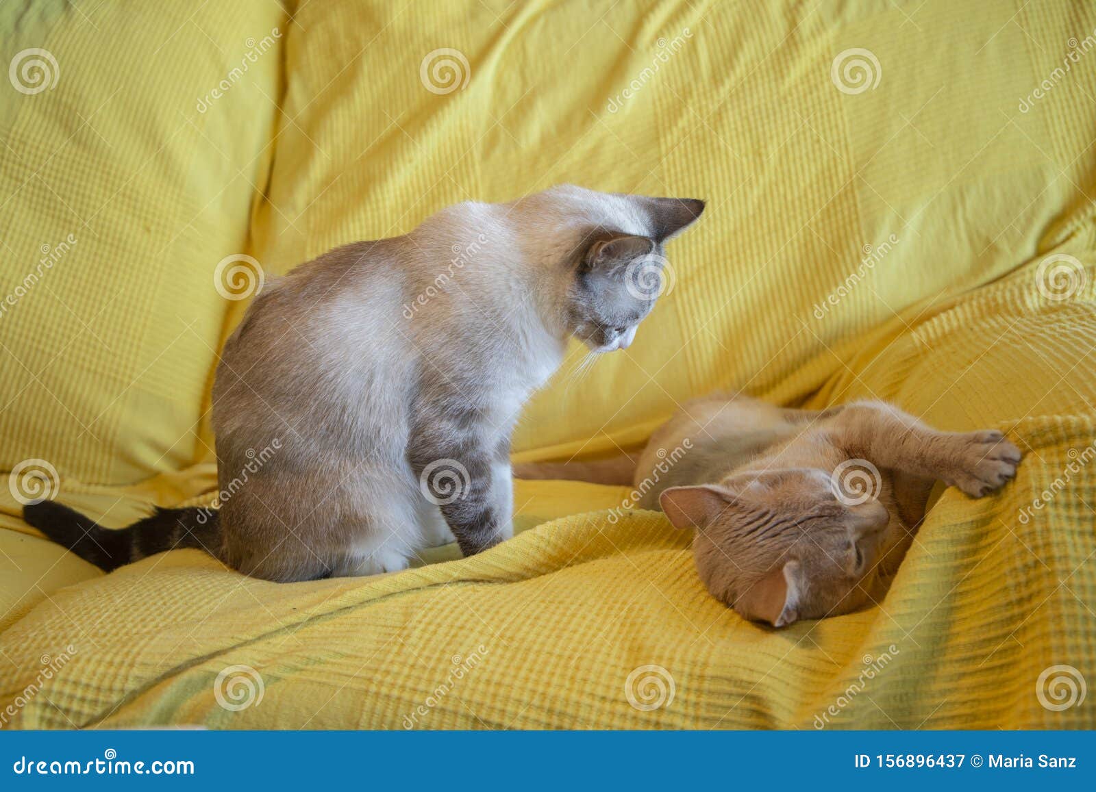cat looking patiently at another and waiting for him to wake up to play