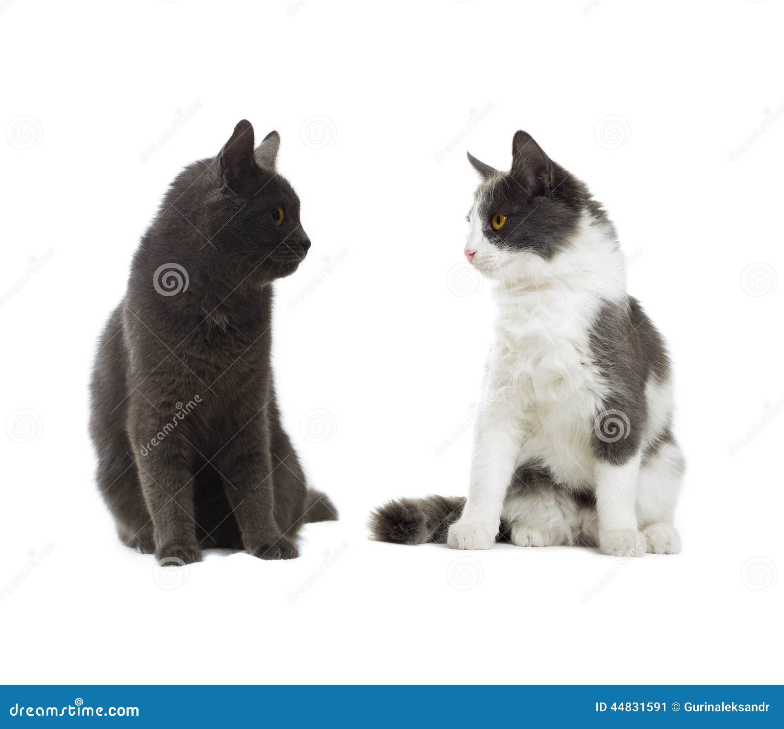 Cat looking sideways stock image. Image of length, side 44831591