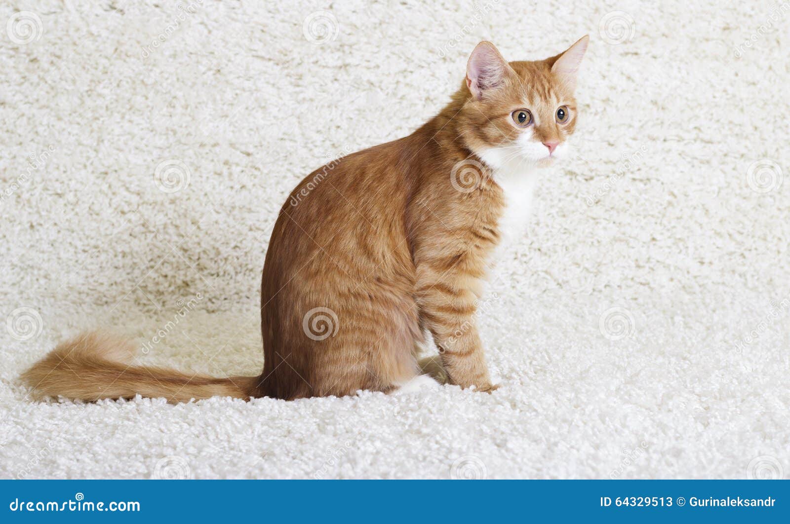 Cat looking sideways stock image. Image of kitten, feline 64329513