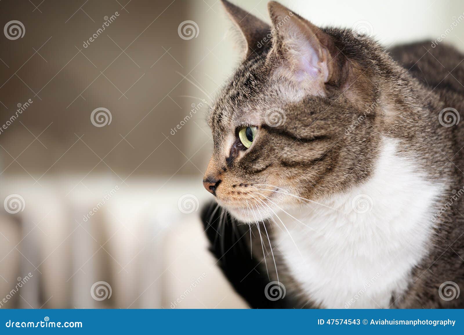 Cat Looking to the Side stock image. Image of close, hair 47574543