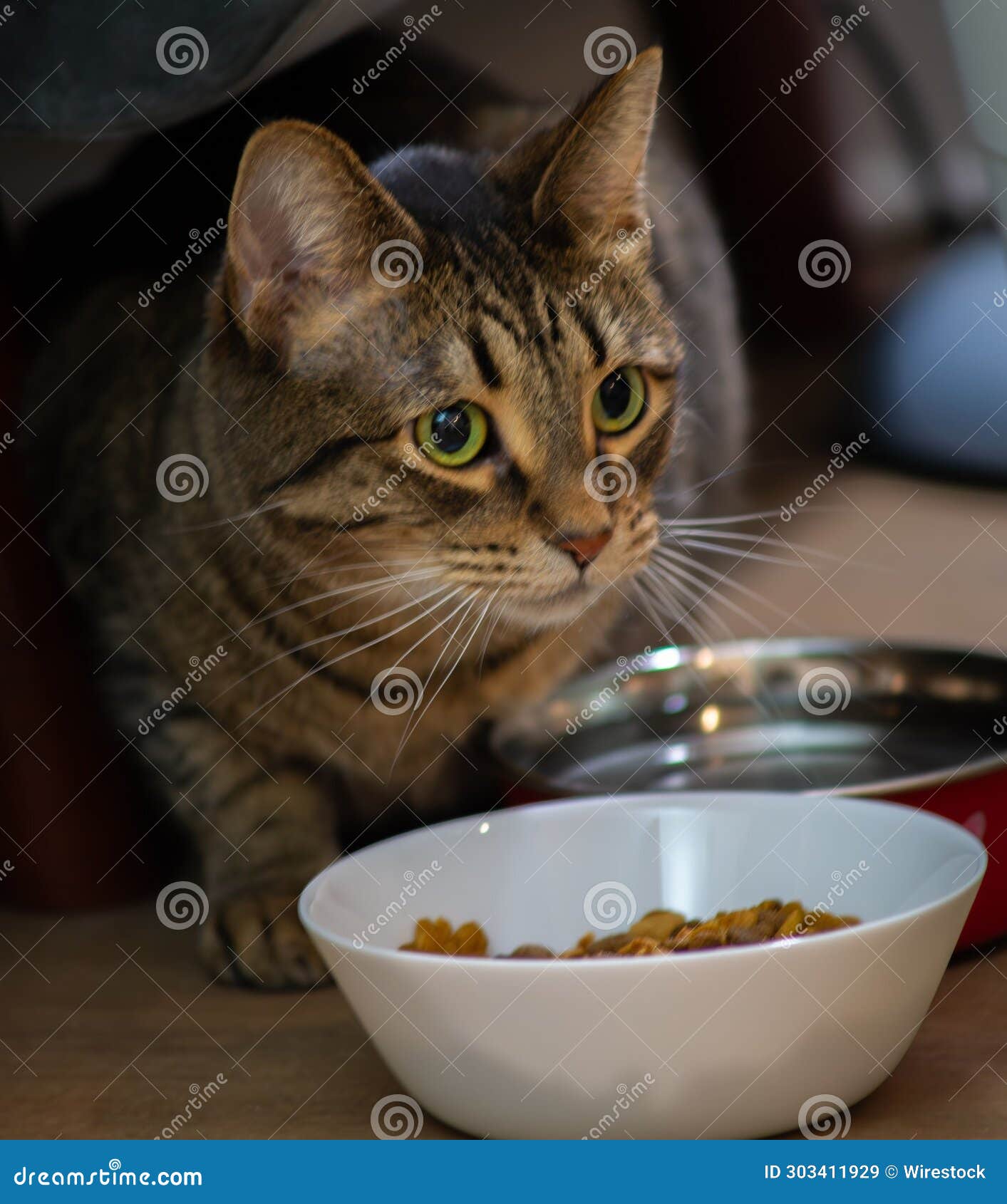 cat looking up at bowl of food on floor near chair