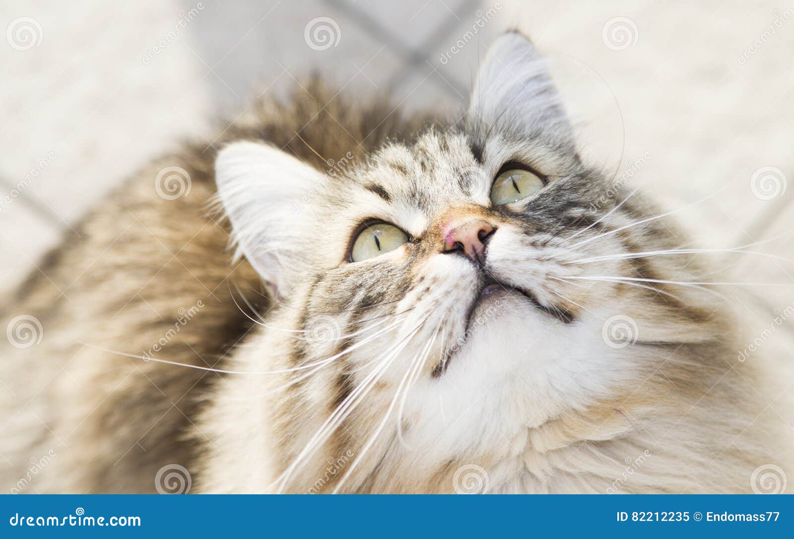Cat Looking Up, Brown Tabby Kitten Of Siberian Breed Stock