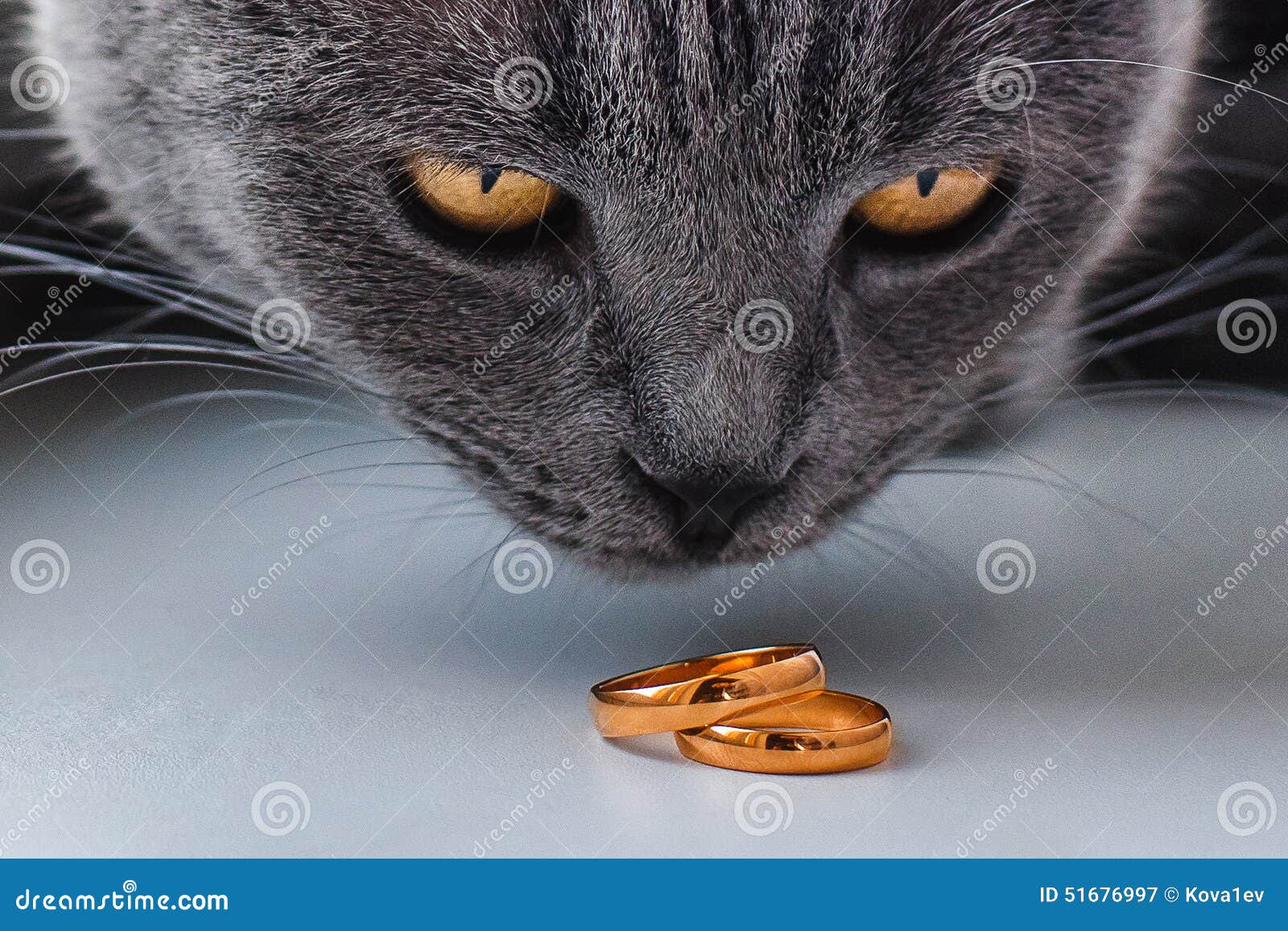 Cat Looking at Wedding Rings Stock Image Image of eyes, rings 51676997