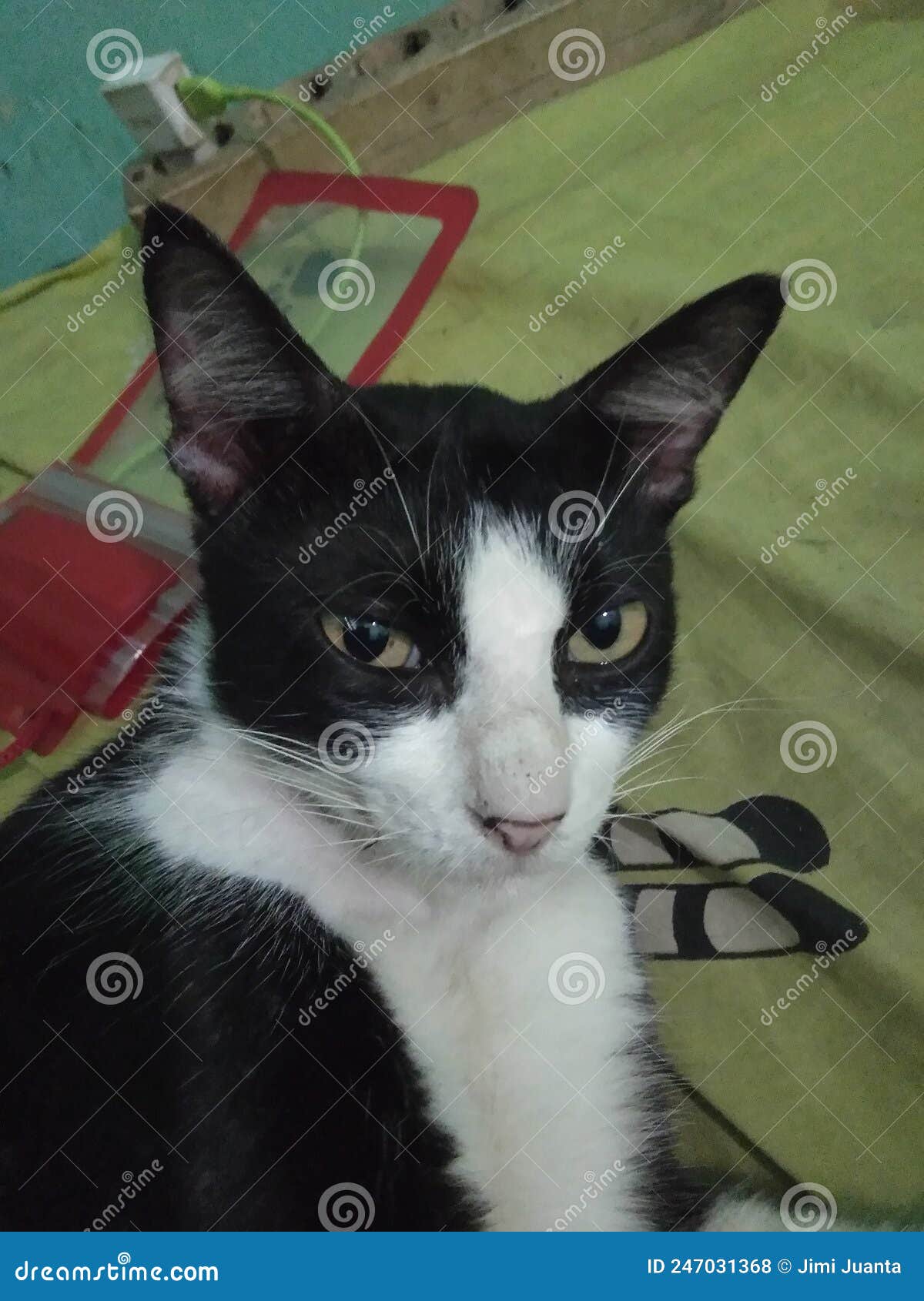 This Cat Looks Confused, he Just Woke Up Stock Photo Image of