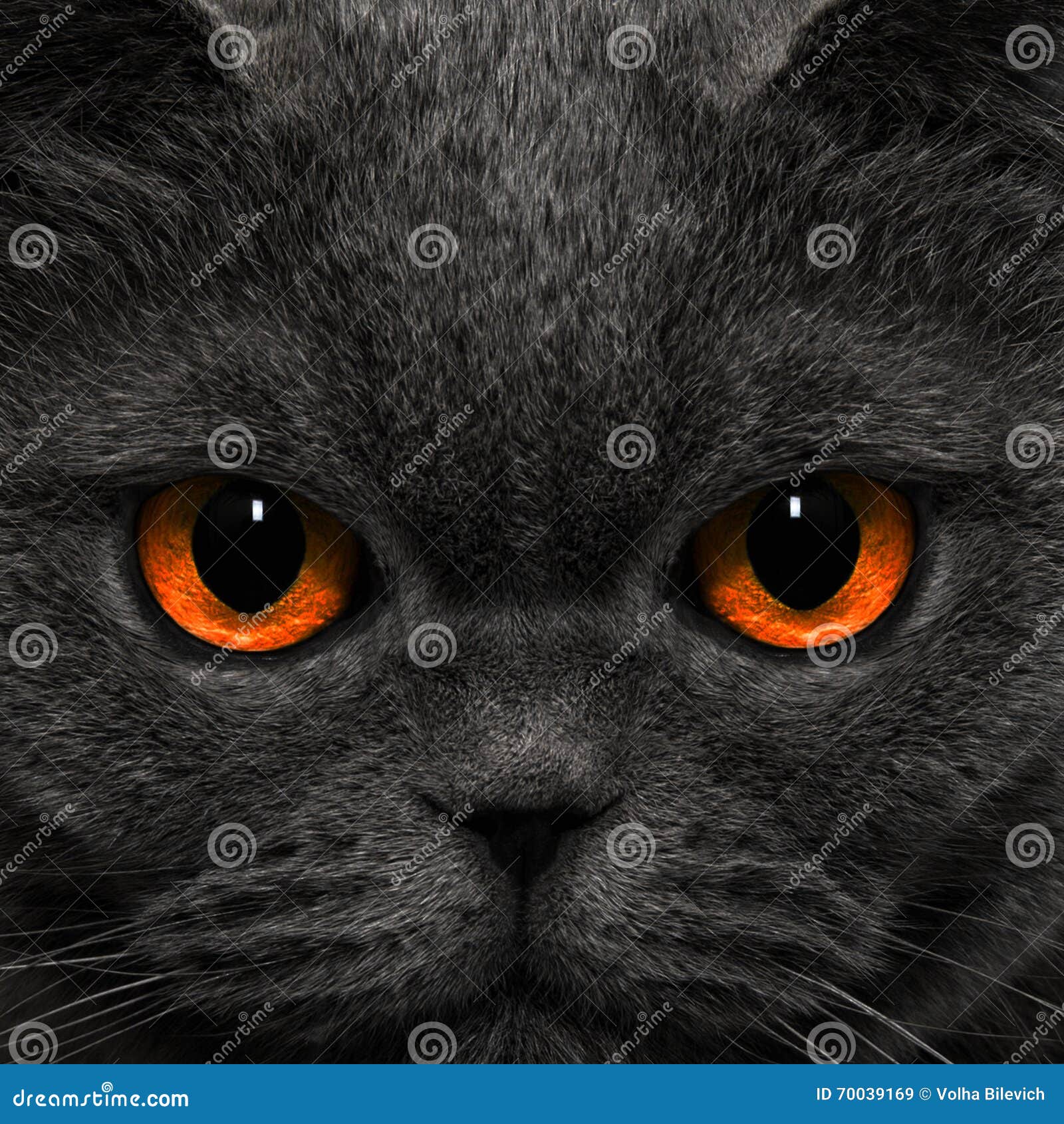 Cat Looks Strange Look in the Night Stock Image Image of monster