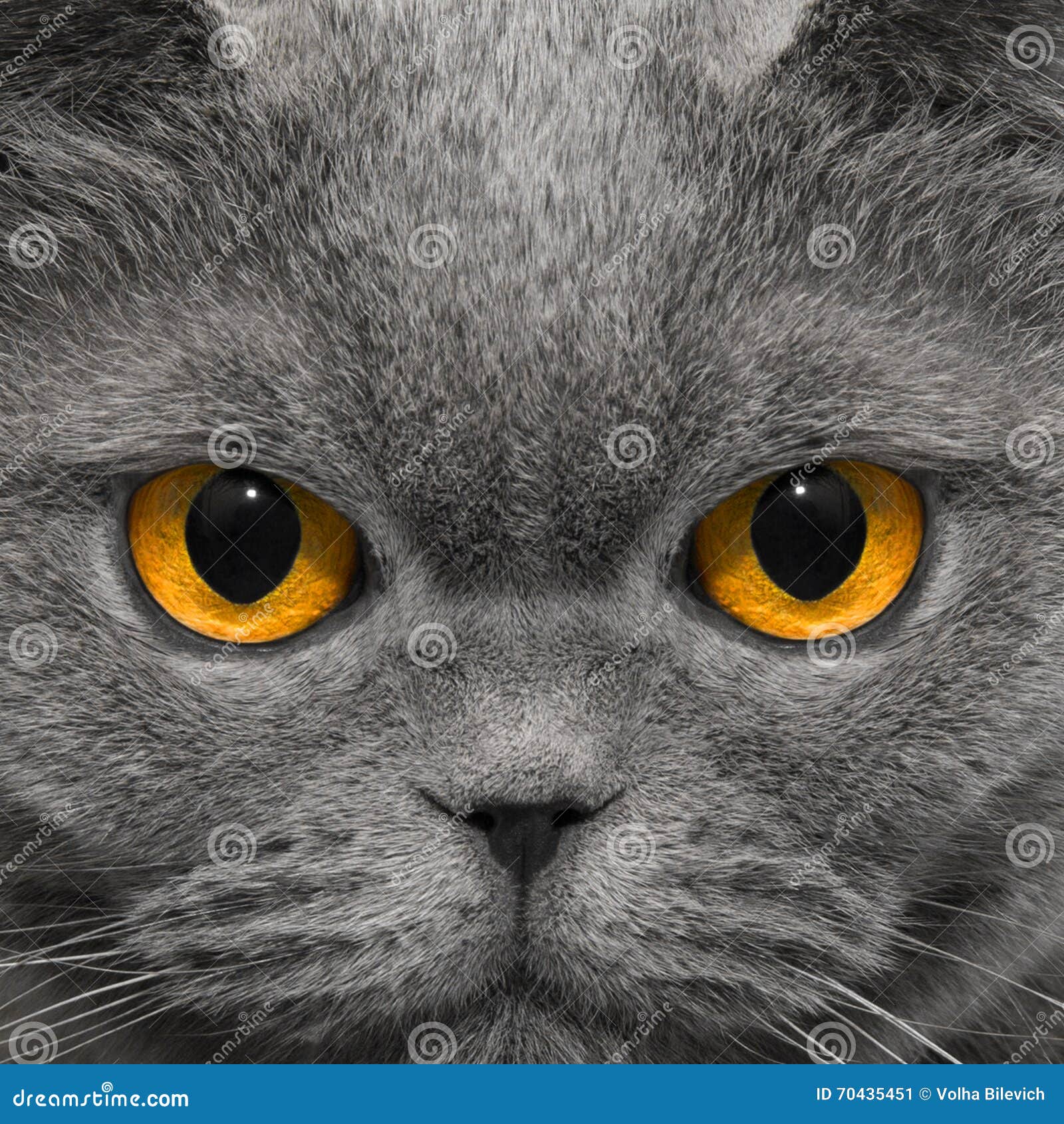Cat Looks Very Strange Look in the Night Stock Image Image of