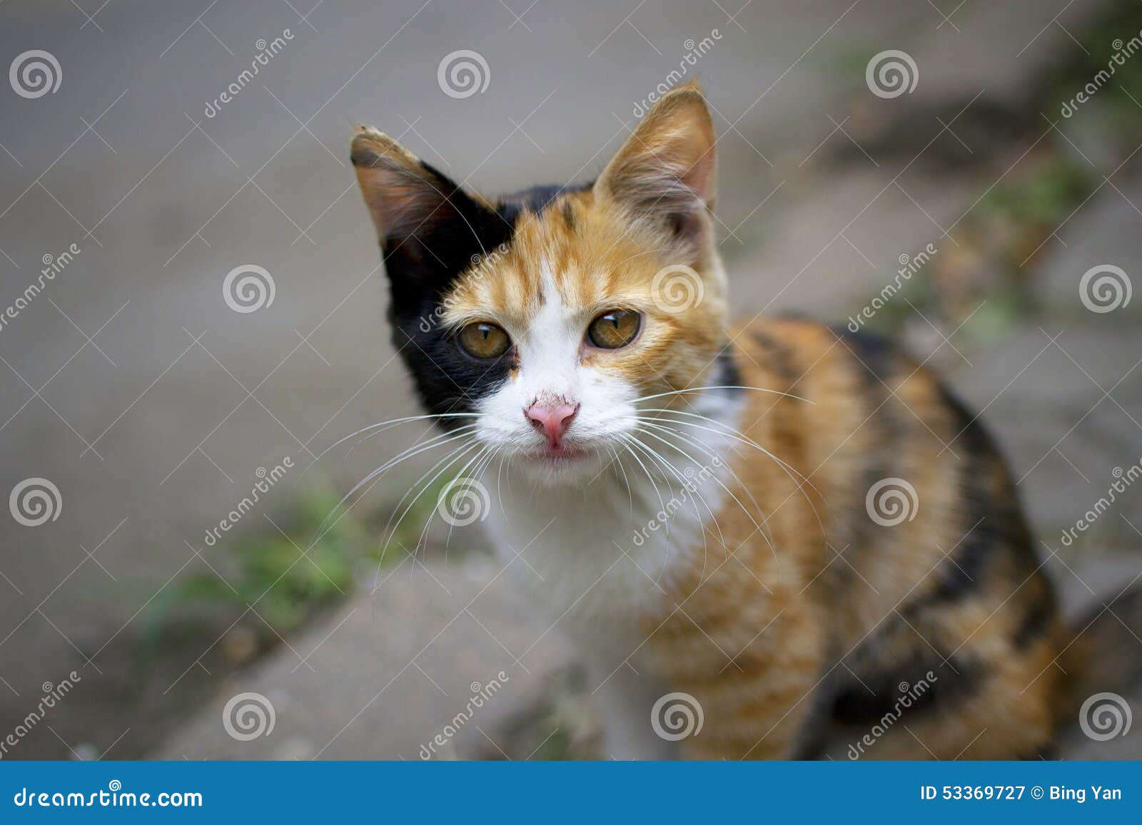 Cat stock image. Image of yellow, white, lovely, animal 53369727