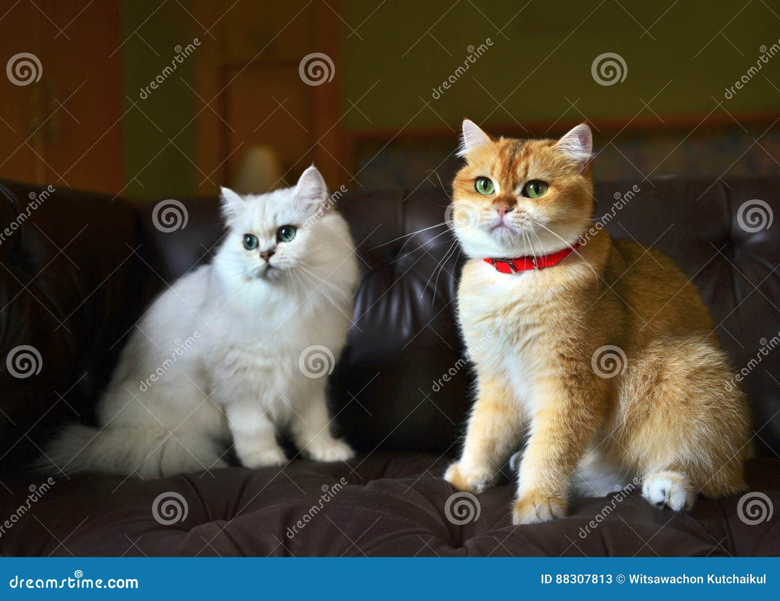 Cat Lover on sofa stock image. Image of room, adorable 88307813