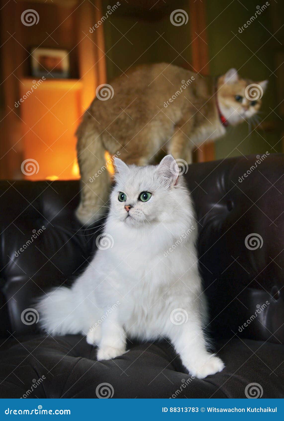 Cat Lover on sofa stock image. Image of yellow, british 88313783