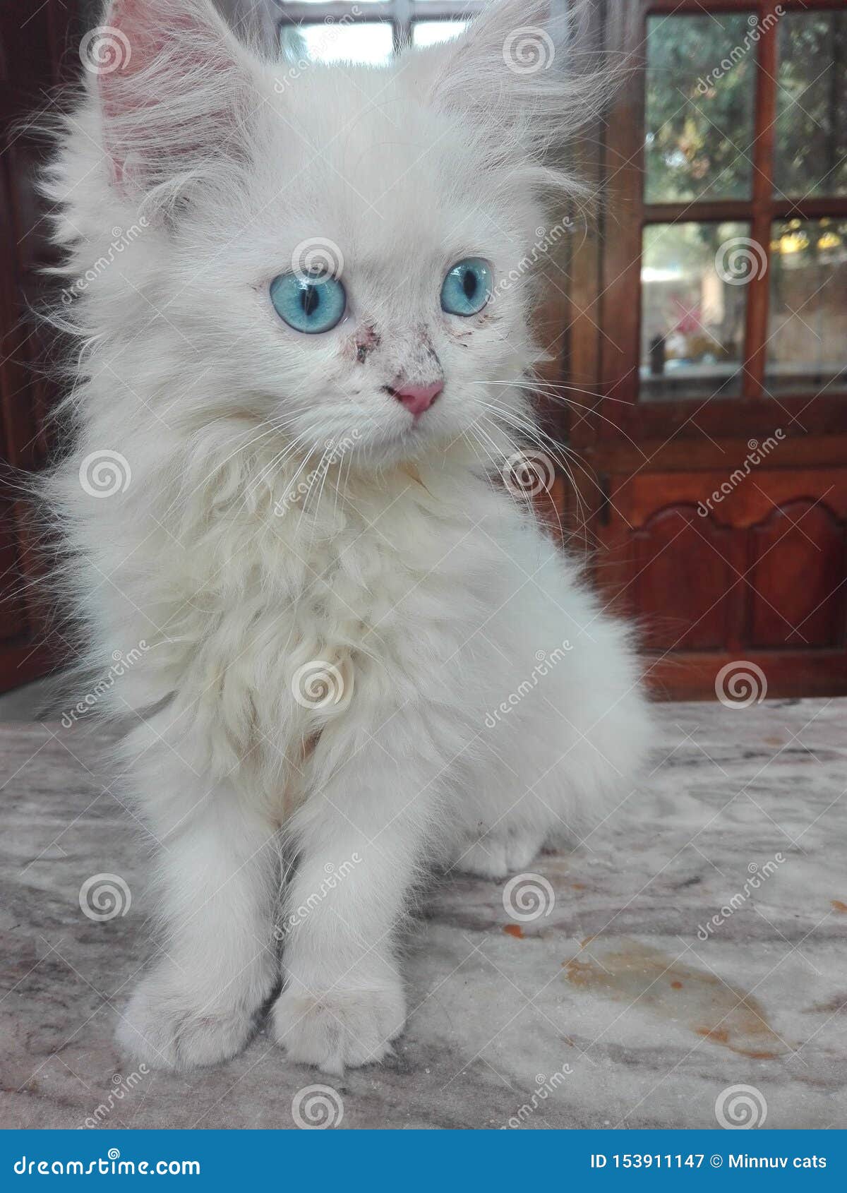Cute white cat with blue cheap eyes