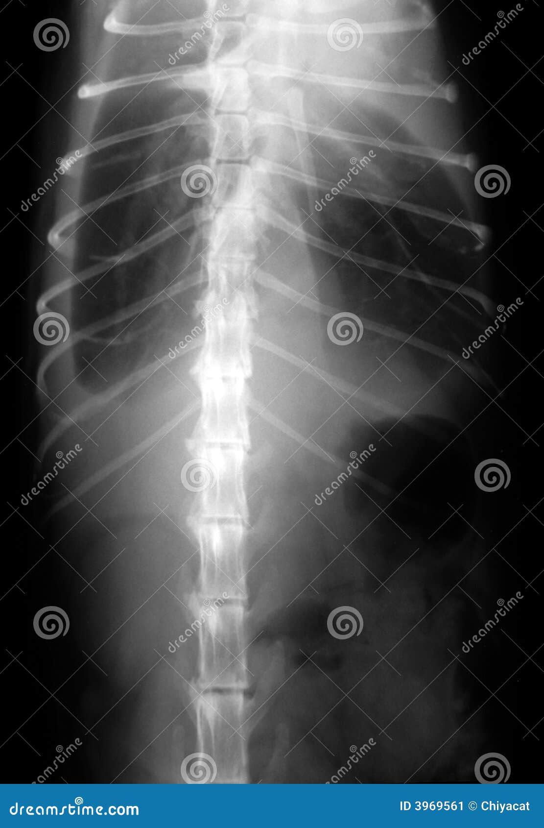 Cat Lungs XRay stock image. Image of pneumonia, skeletal 3969561