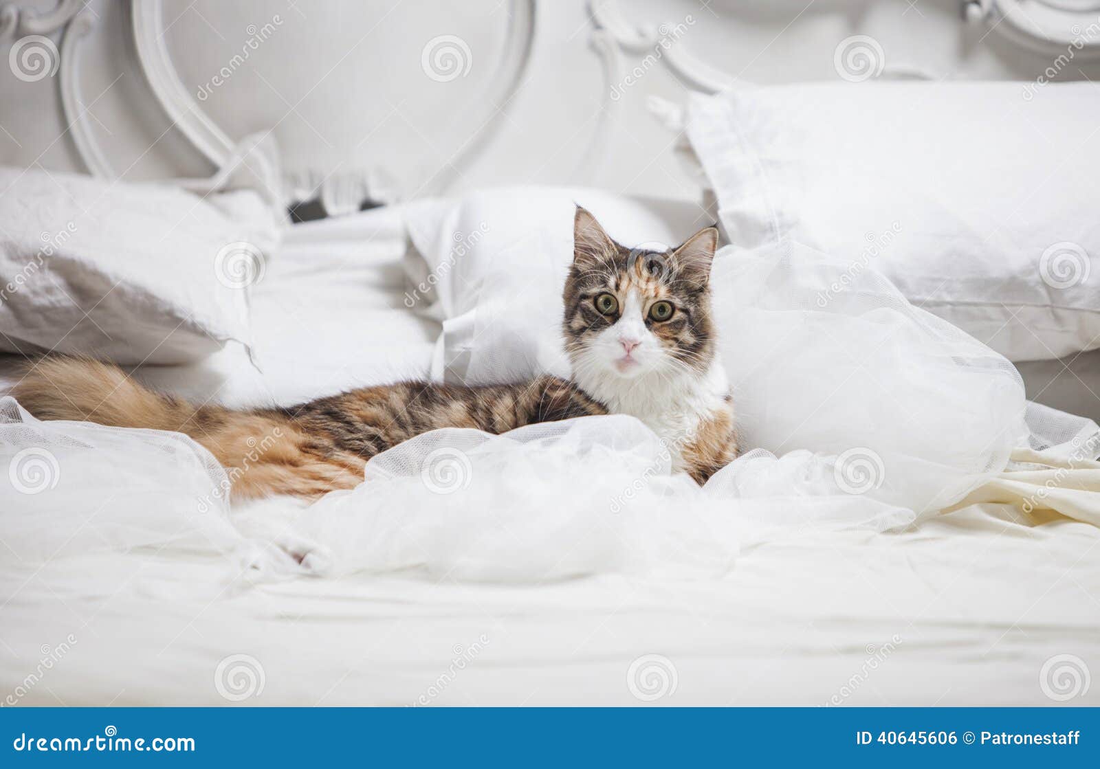 Cat lying on a bed stock photo. Image of background, furry 40645606