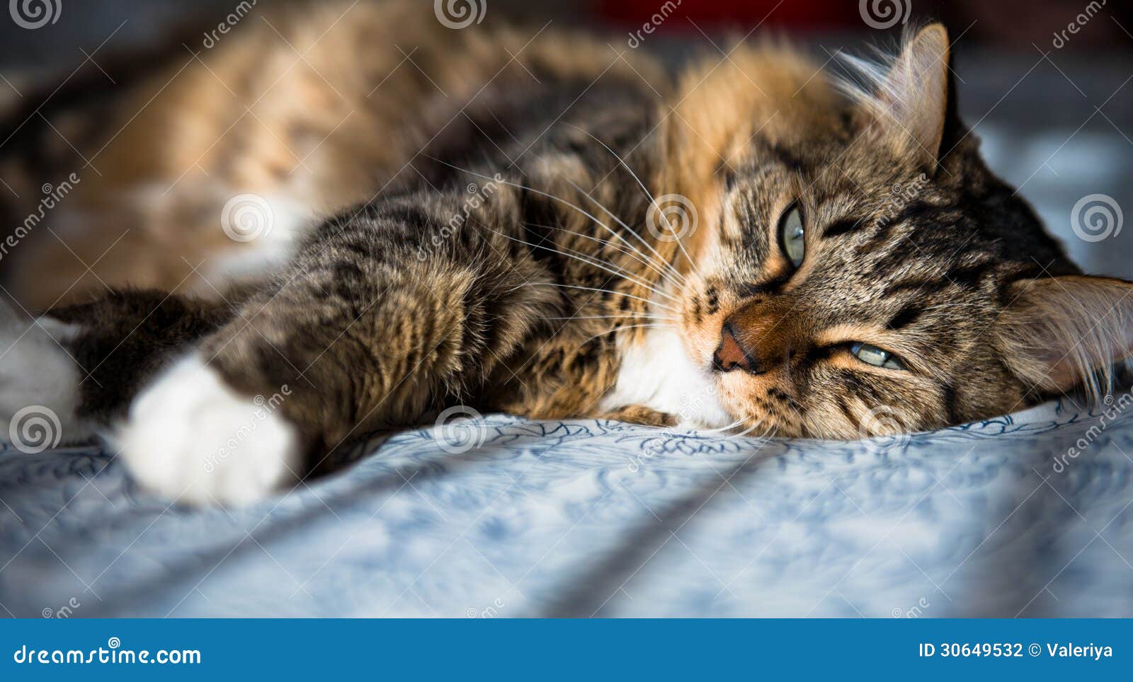 Cat lying on bed stock photo. Image of veterinarian, lovable 30649532