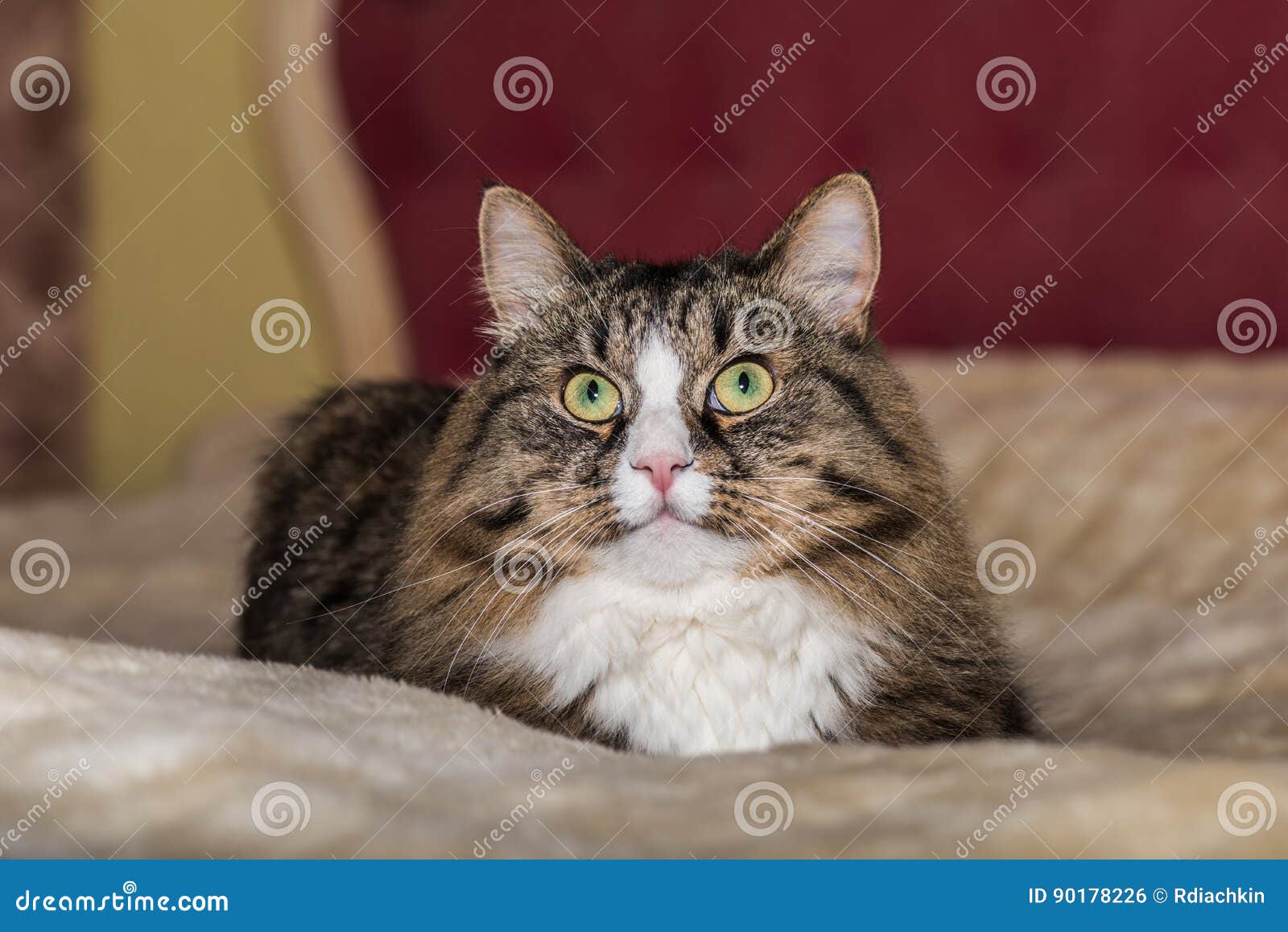 Cat Lying on the Bed. Maine Coon Closeup Stock Photo Image of