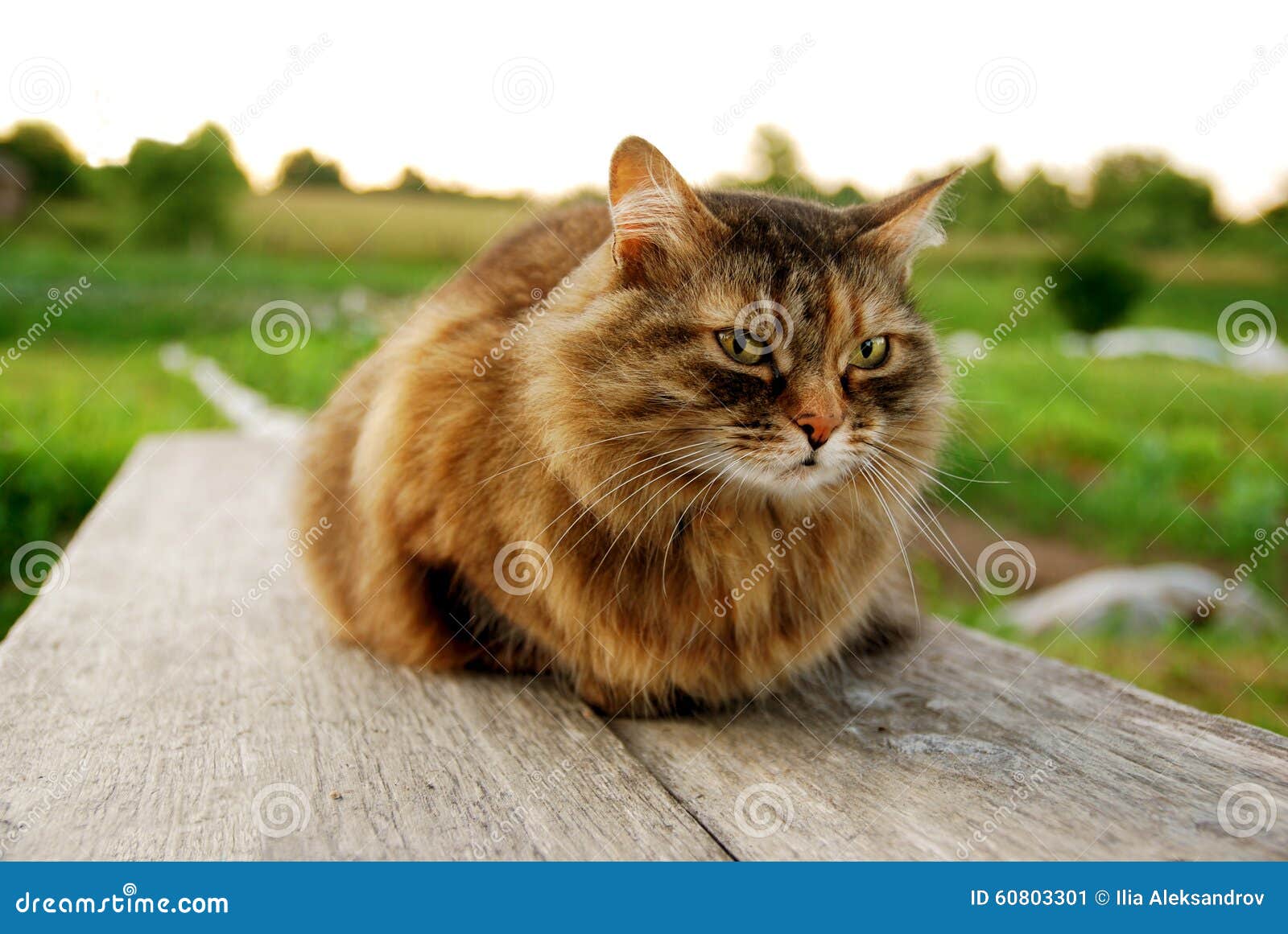 Cat Lying on a Bench at the Grass Village Background Stock Image Image of comfortable, bright