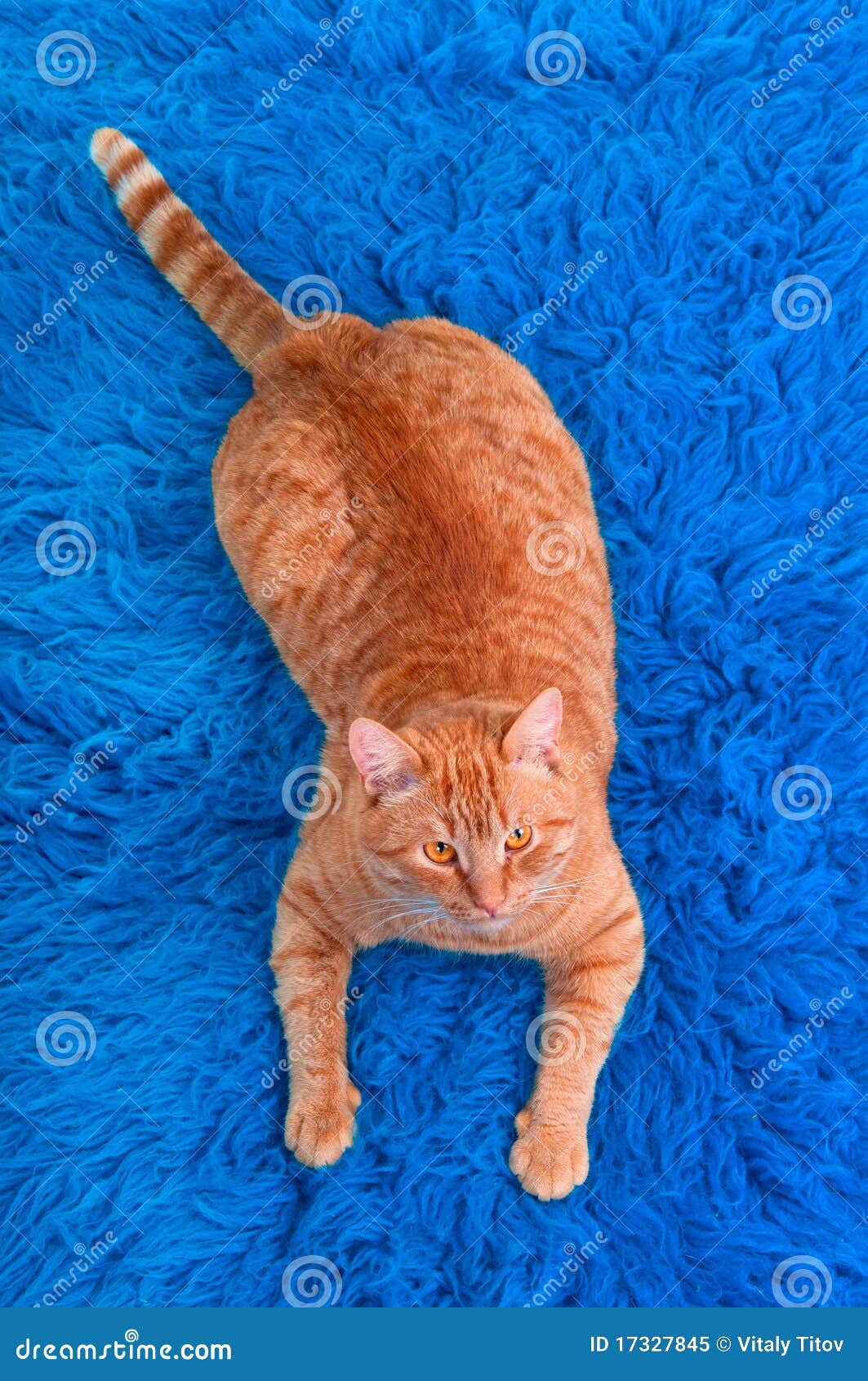 Cat Lying On A Blue Carpet Royalty Free Stock Photo Image 17327845