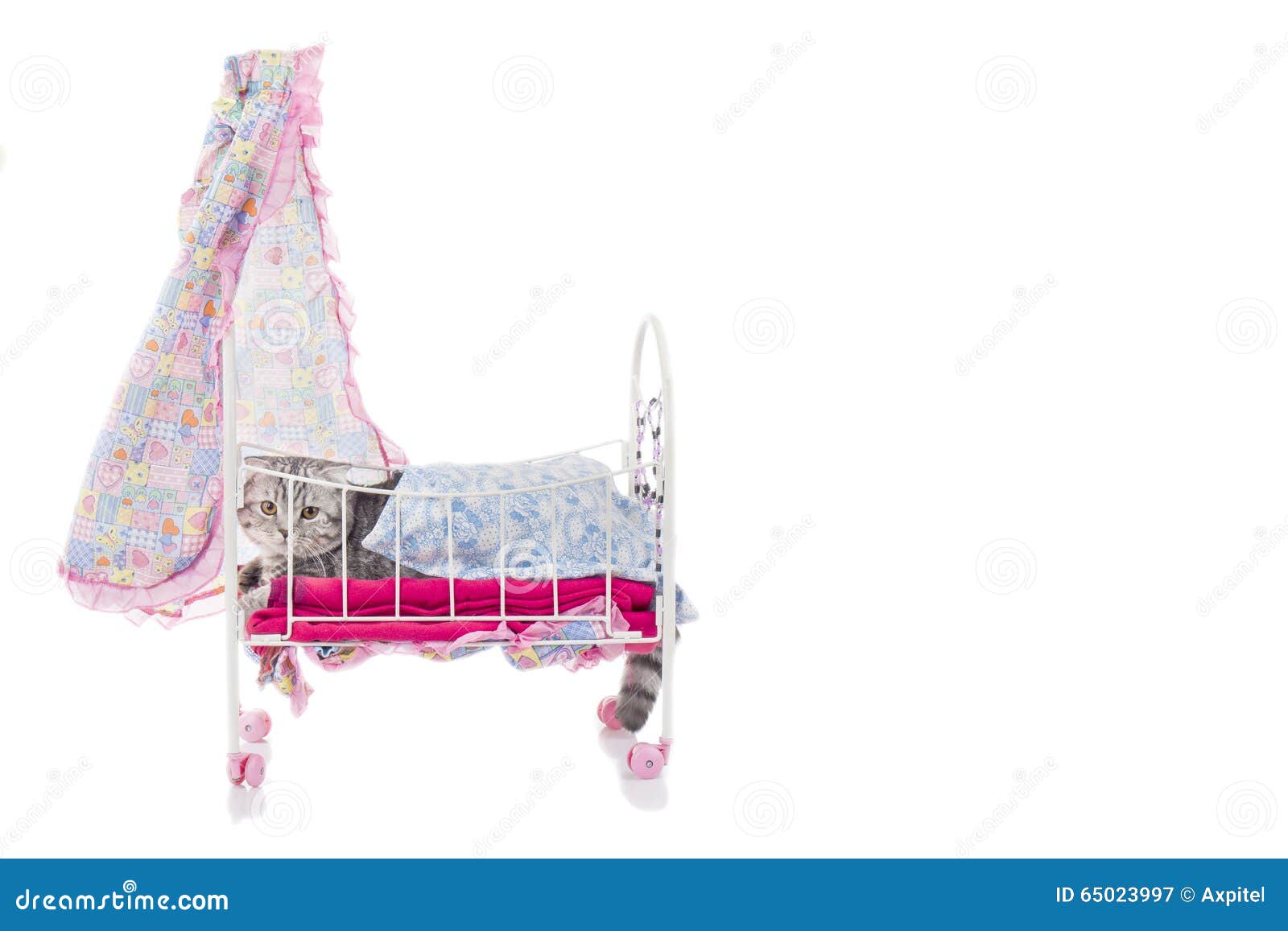Cat lying in doll bed stock image. Image of play, care 65023997