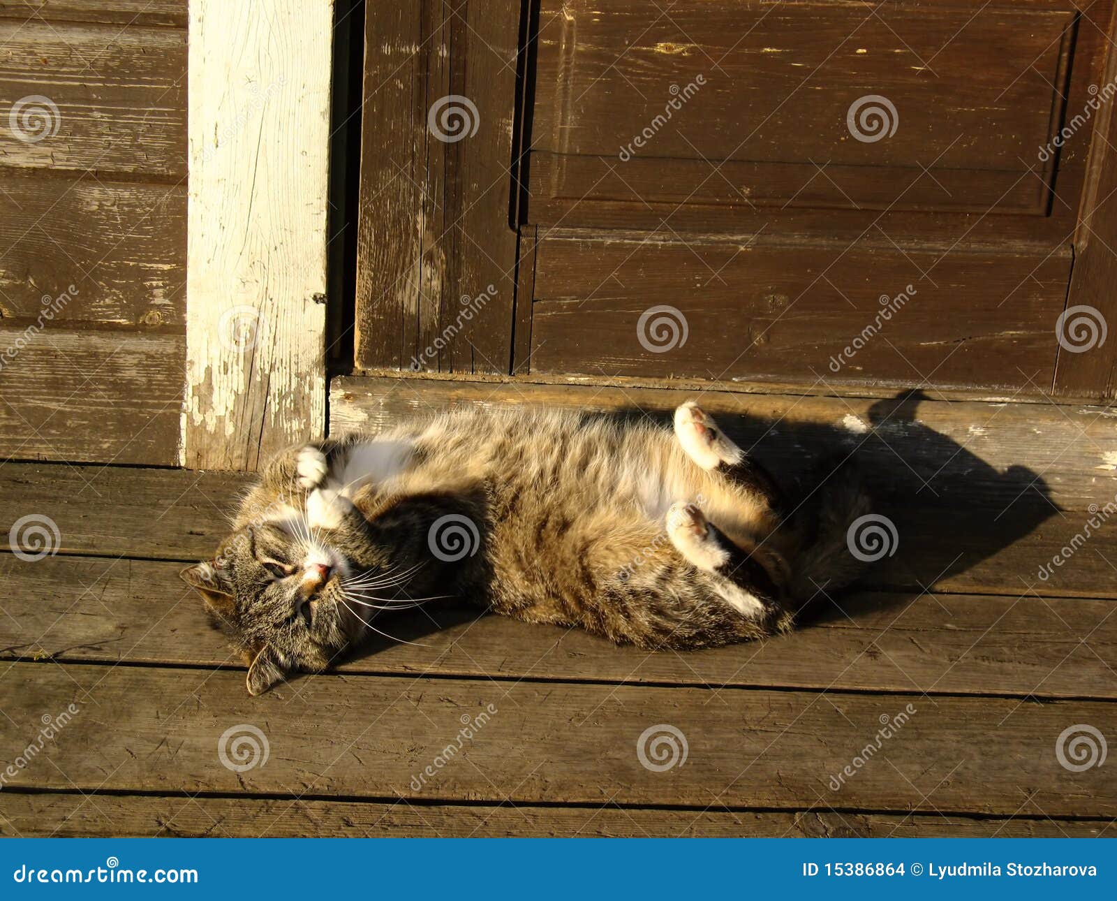 Cat lying on doorstep stock photo. Image of gray, warming 15386864