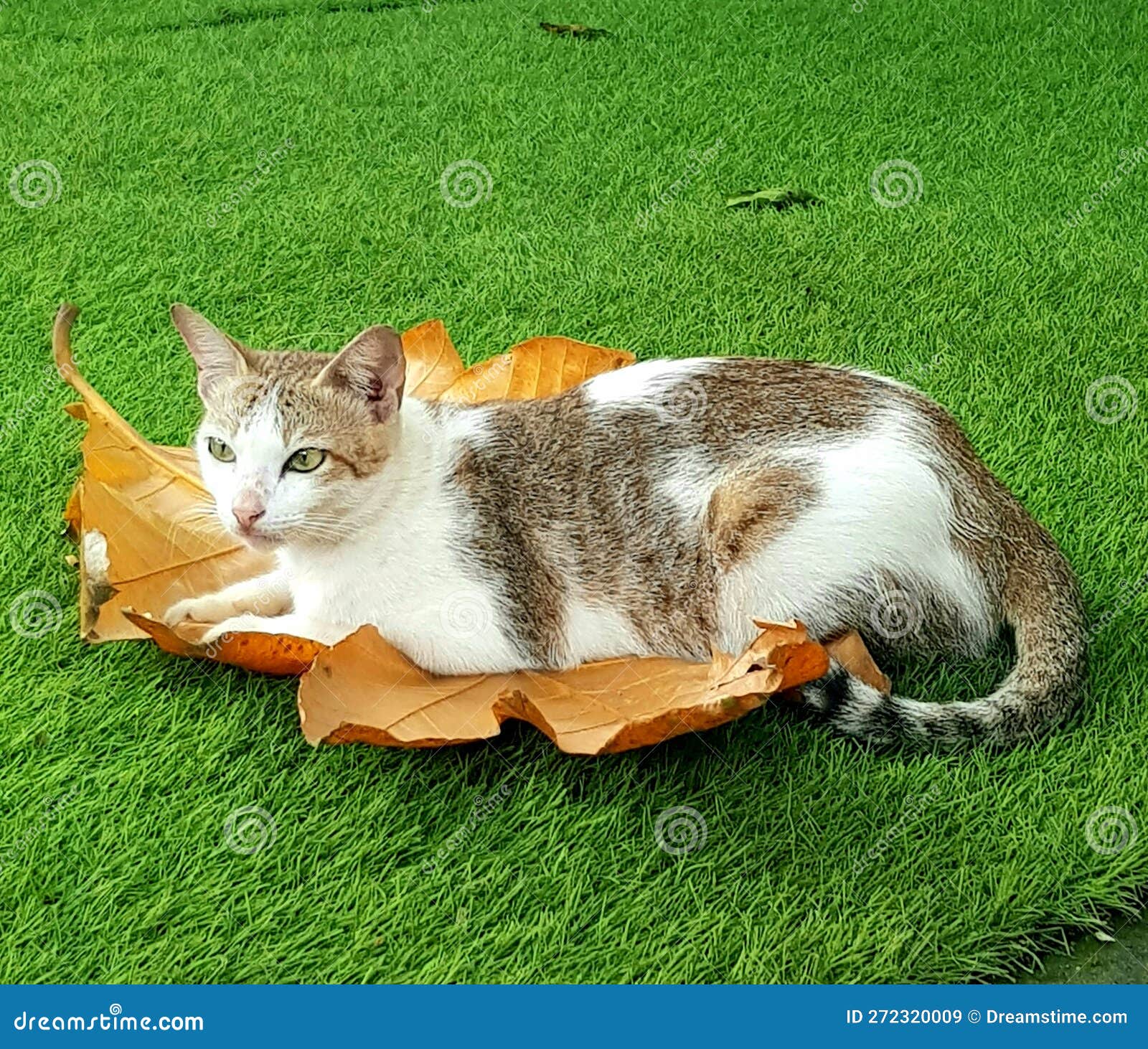 A Cat Lying on a Dry Leaf Leaves Home Stock Image Image of leaf, home