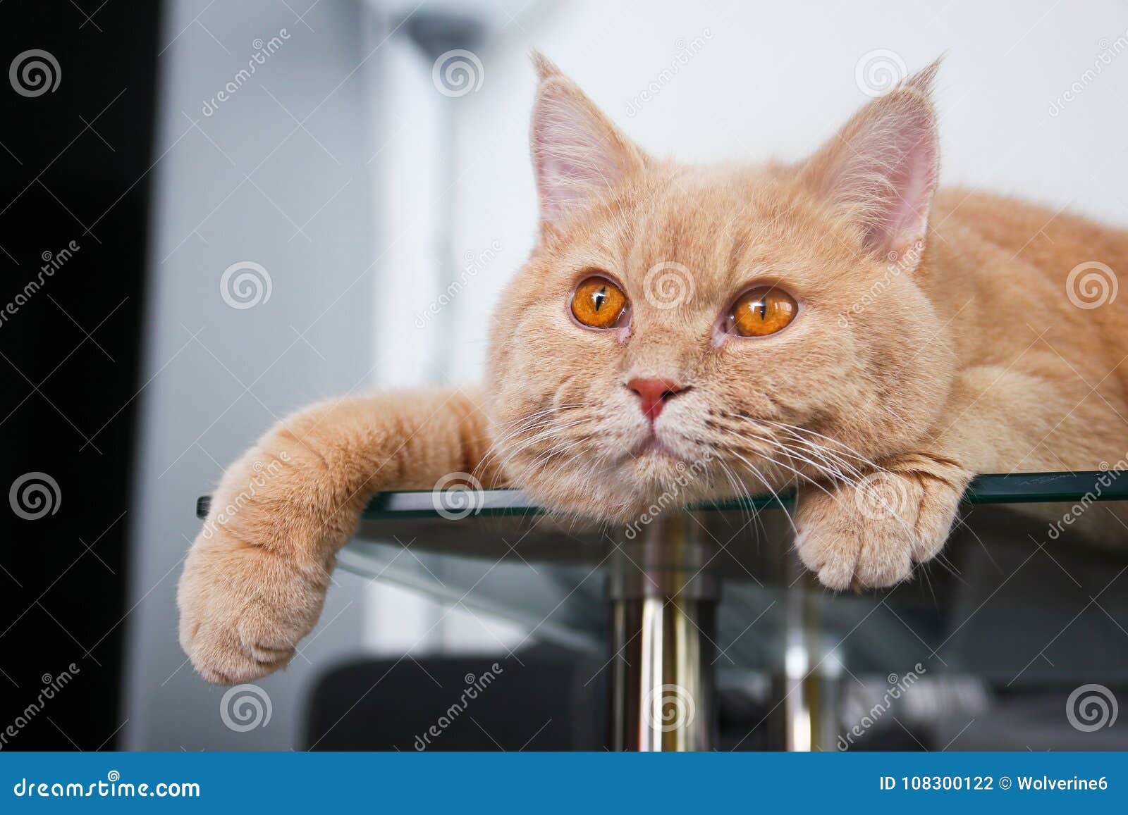 Cat is Lying on the Glass Table Stock Photo Image of glass, relax