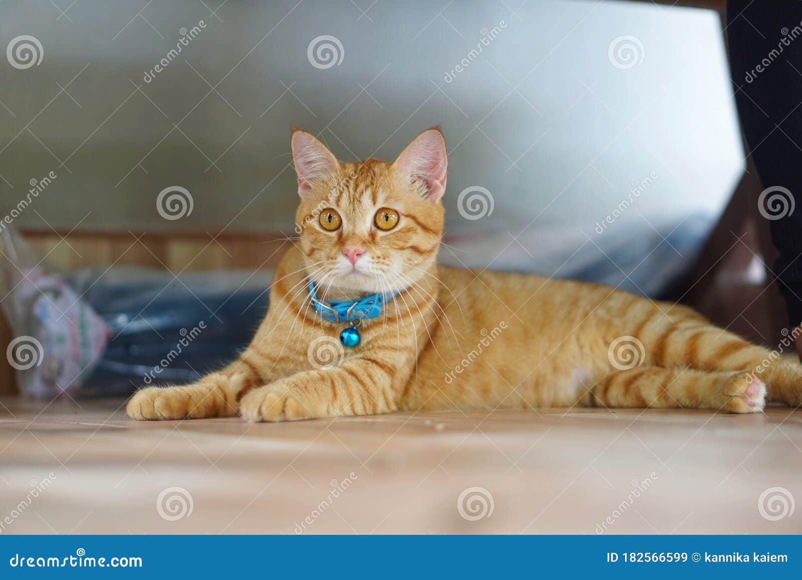 The Cat is Lying Prone and Staring at Something with Suspicion. Stock