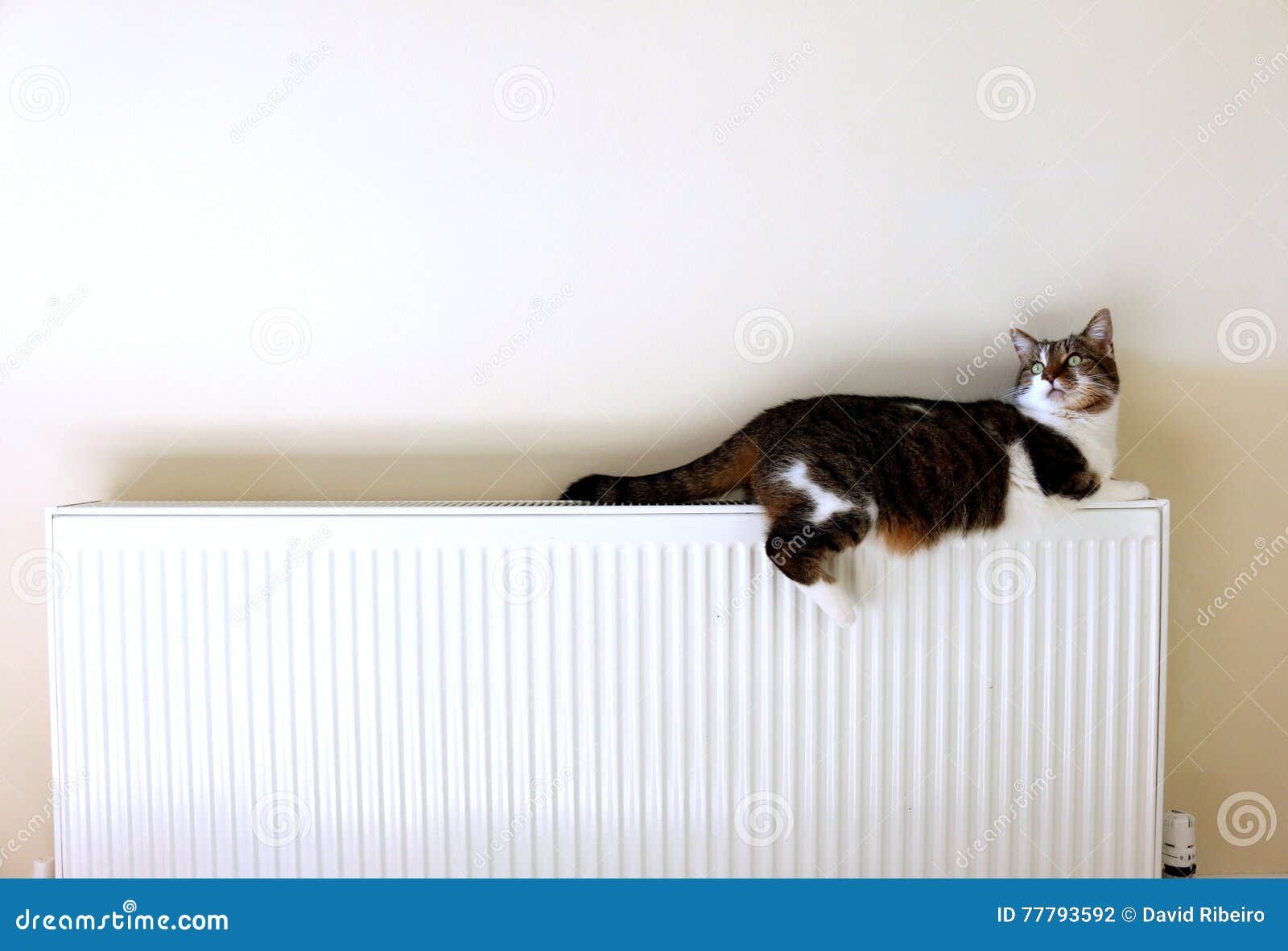 Cat lying on a radiator stock photo. Image of household 77793592